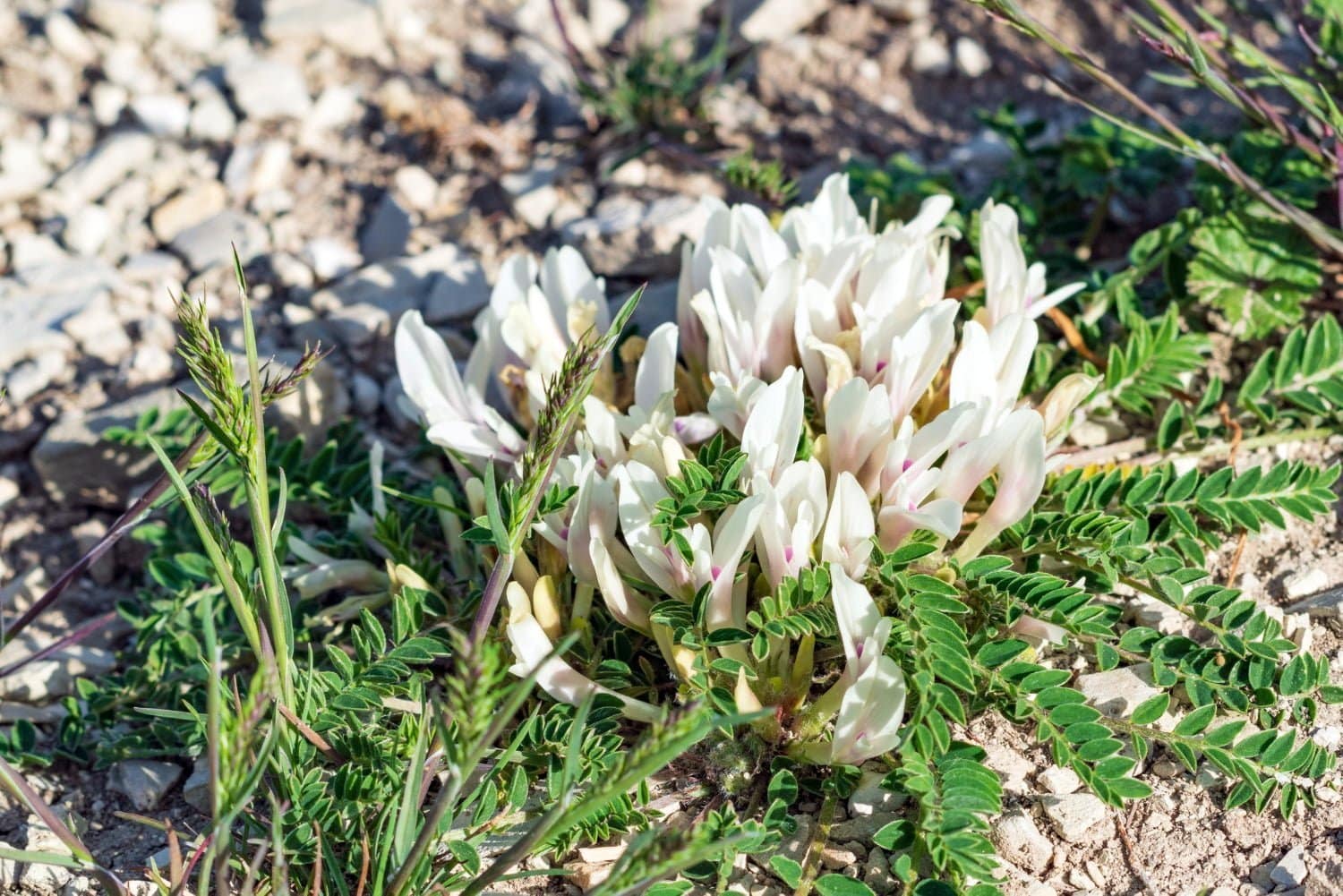 Les vertus thérapeutiques de l’astragale, l’énergie jaune