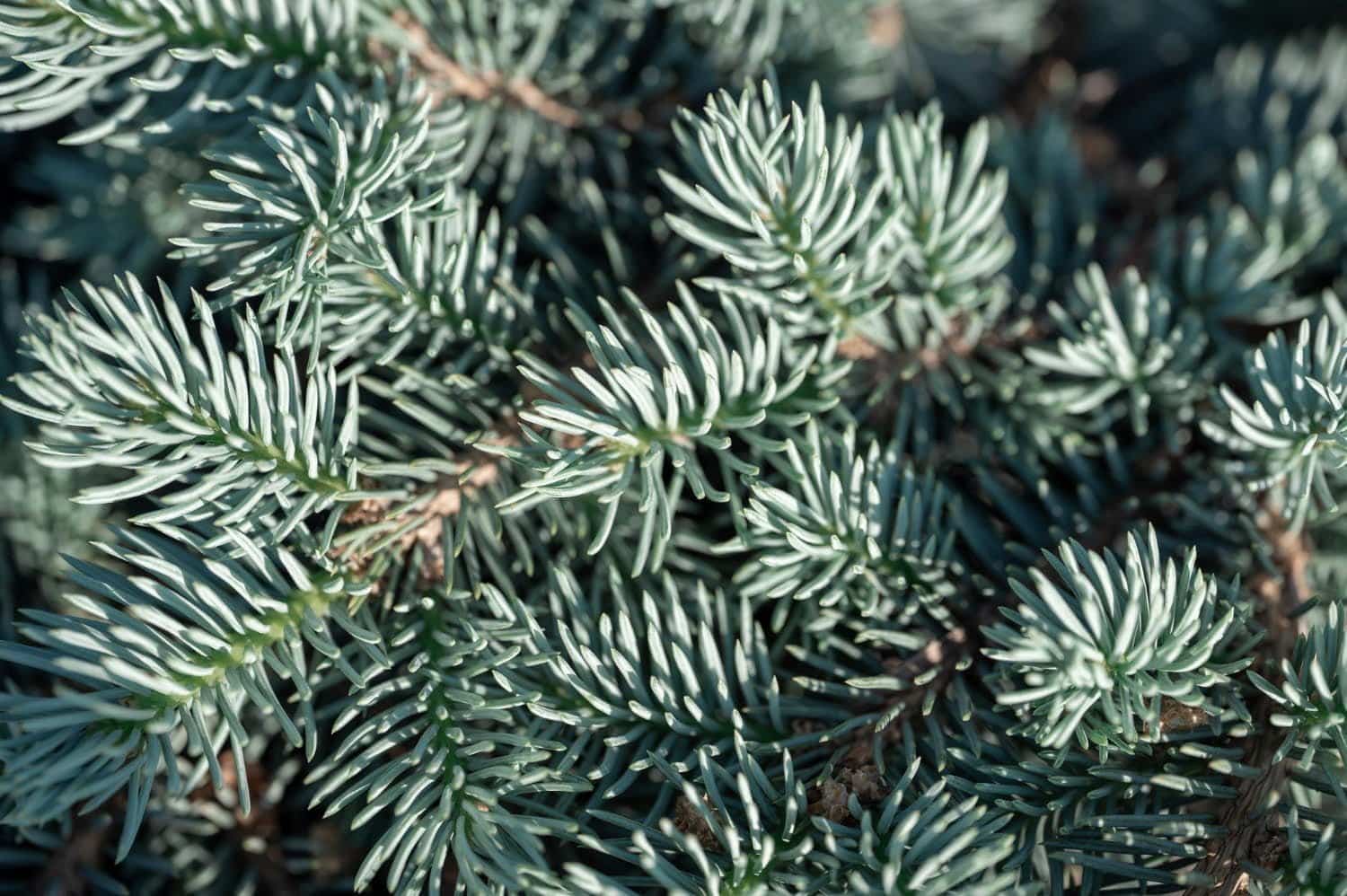Le mélèze et ses atouts thérapeutiques