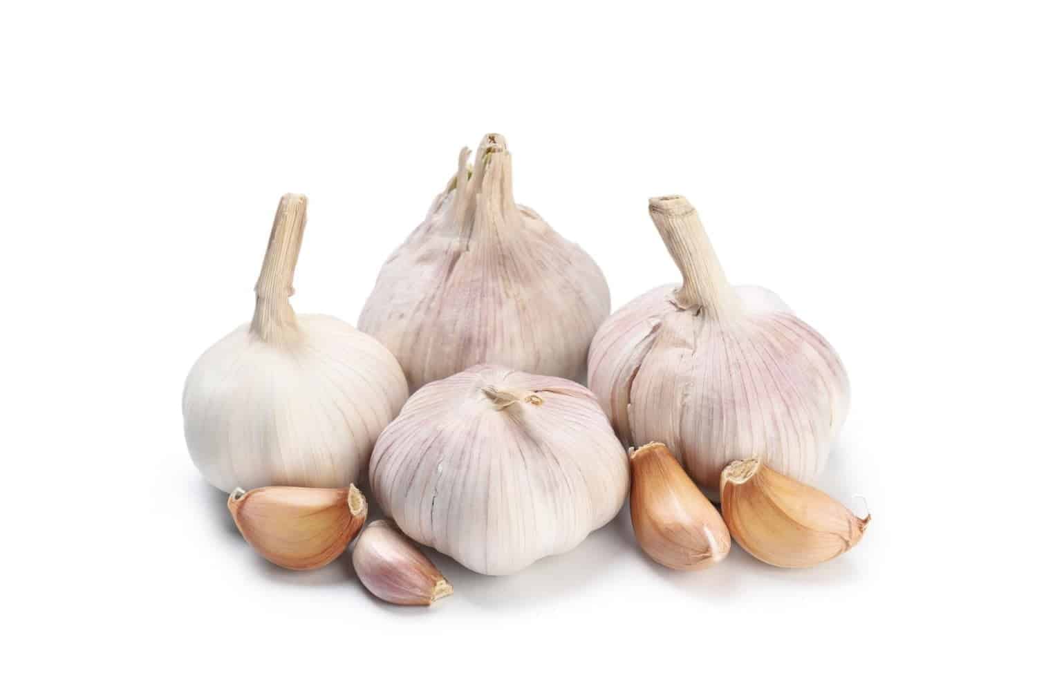 L’huile essentielle d’ail : quelques précautions à connaître