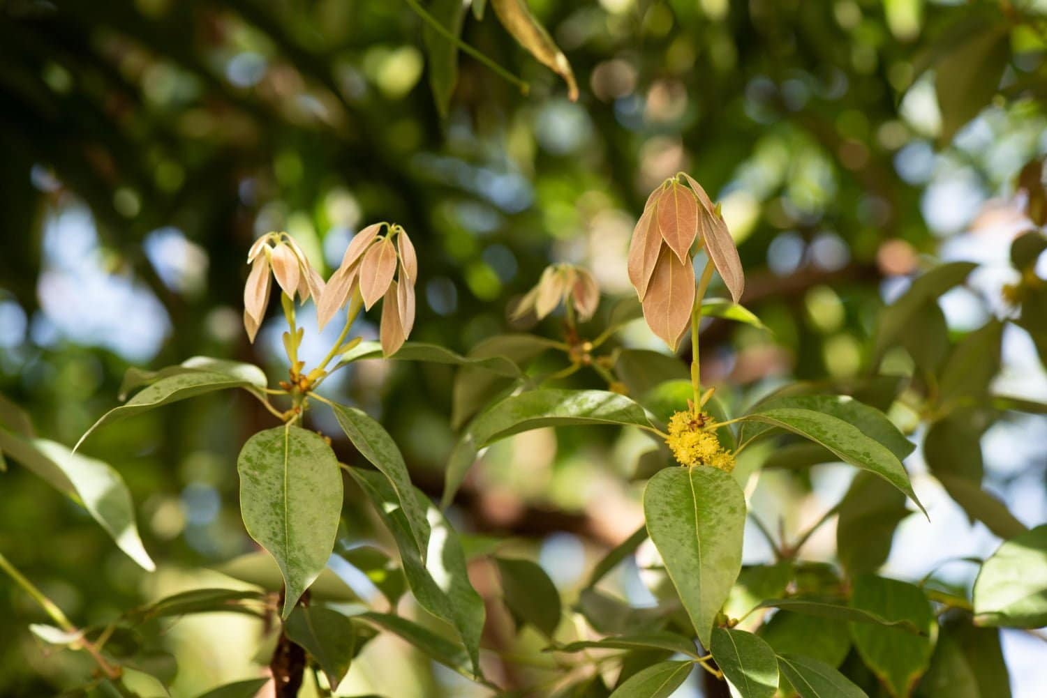 L’huile essentielle de bois de Hô : anti-infectieuse et purifiante