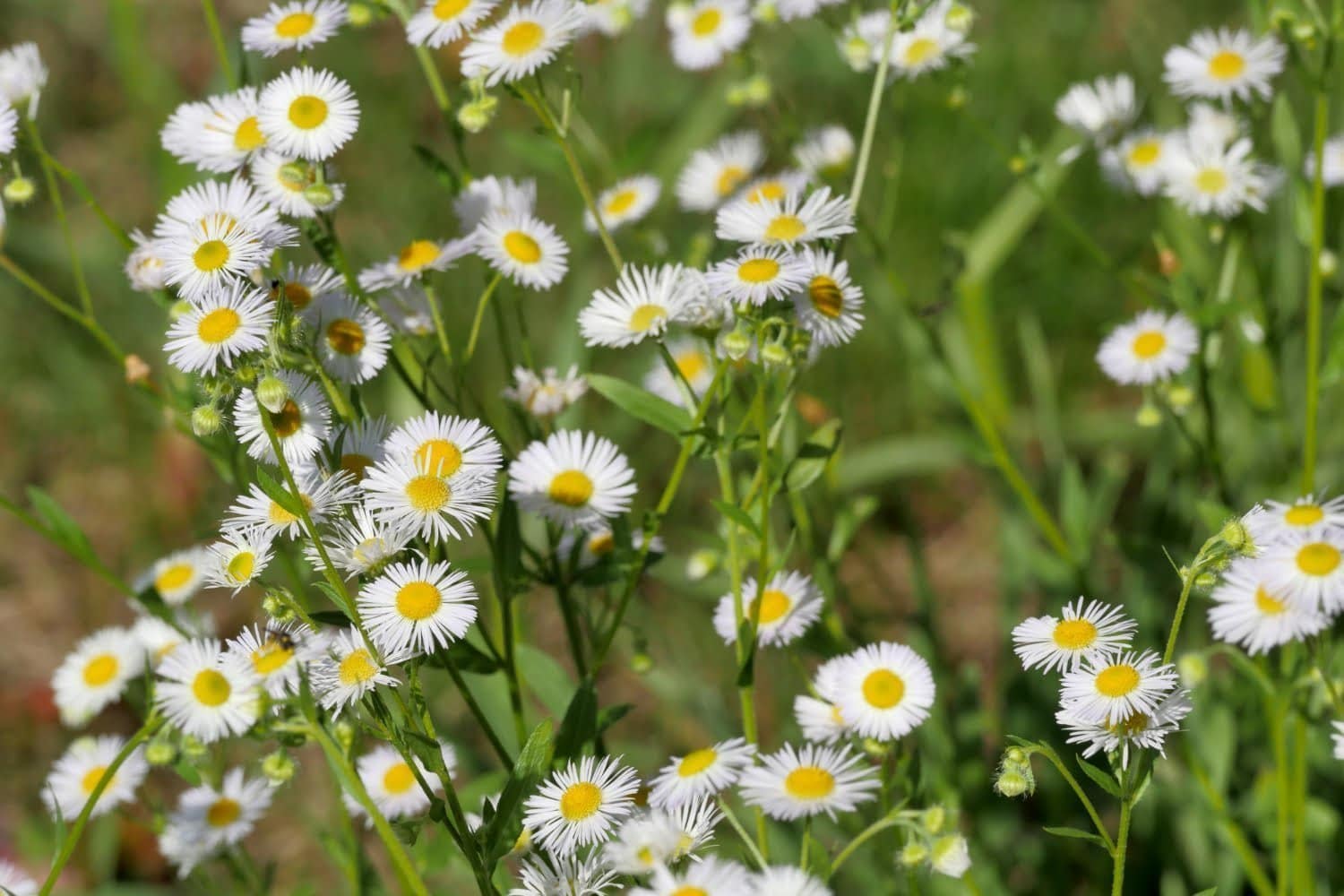 Conseils d’utilisation de la pâquerette en phytothérapie