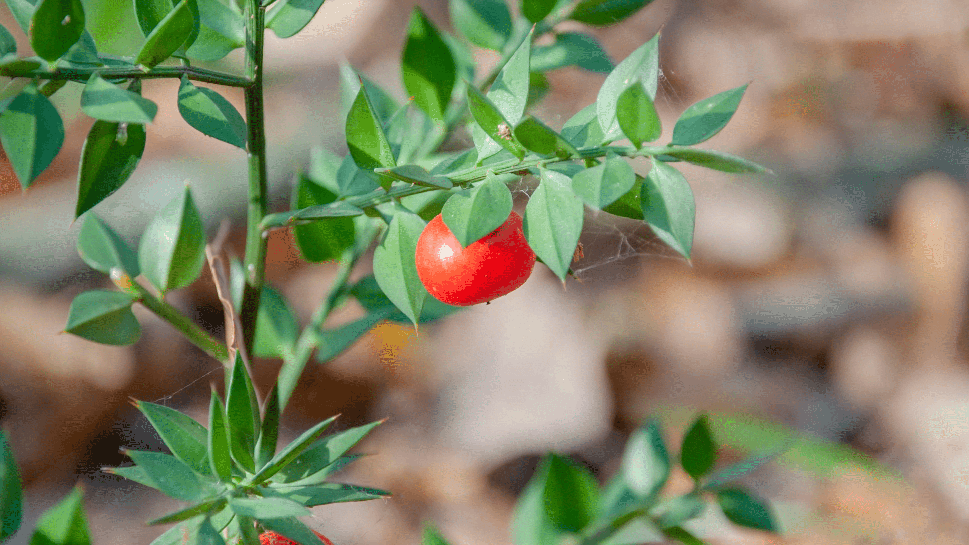 Les avantages thérapeutiques du fragon épineux