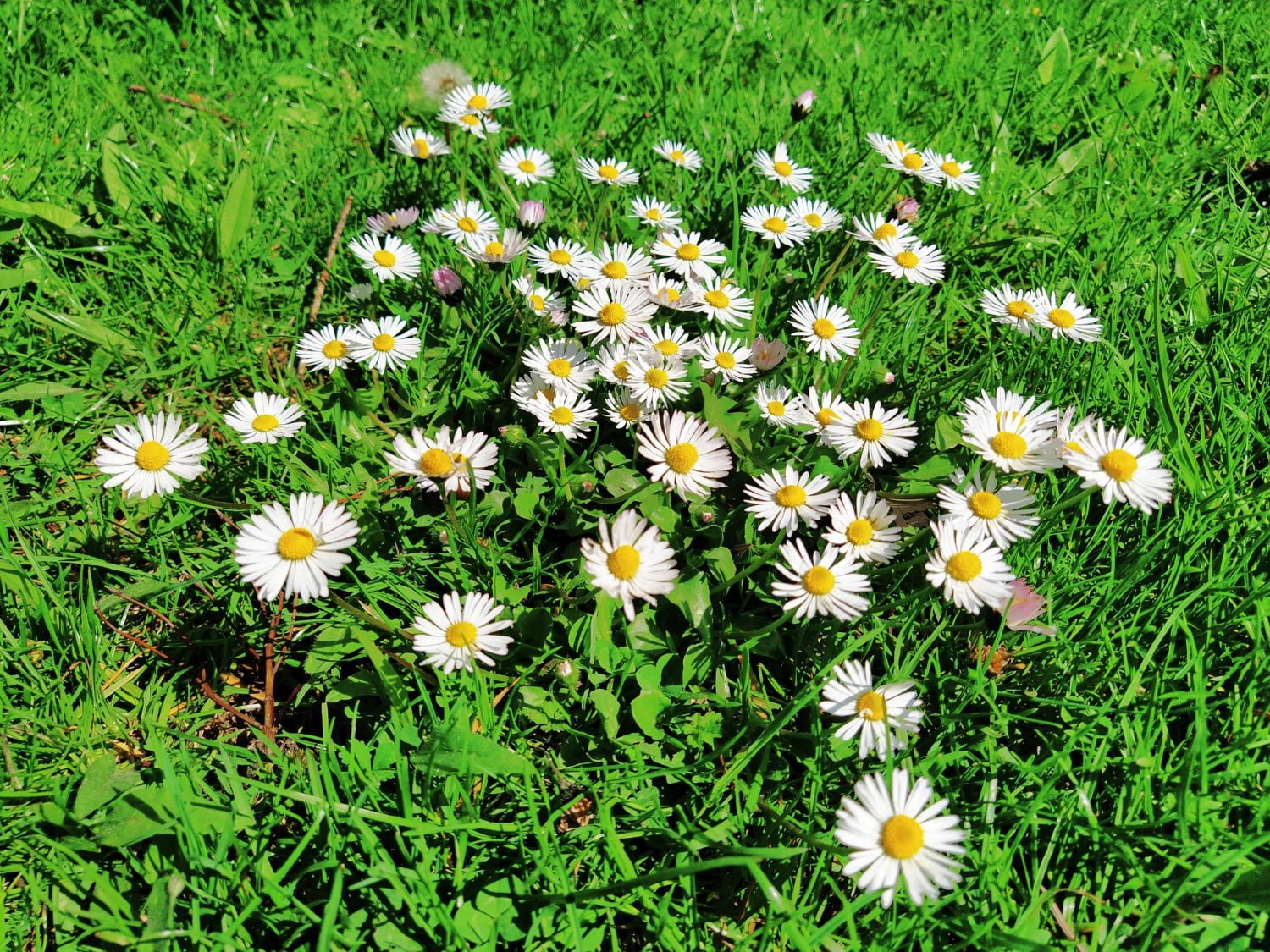 Bellis Perennis : une souche homéopathique contre les contusions