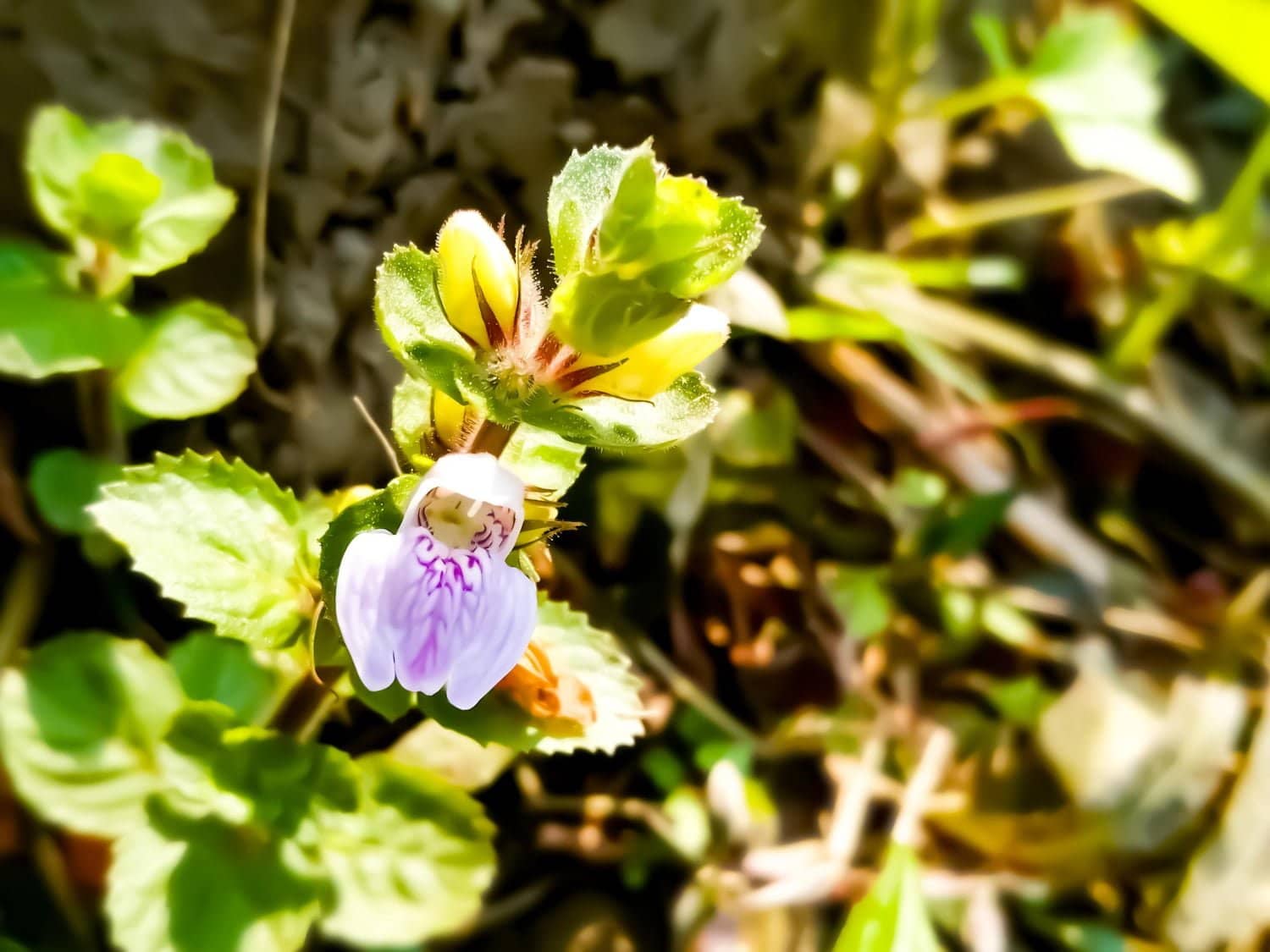 Euphrasia : un remède homéopathique contre les affections oculaires