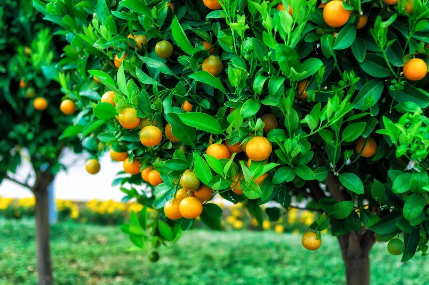Comment bien utiliser l’huile essentielle de zestes de mandarinier
