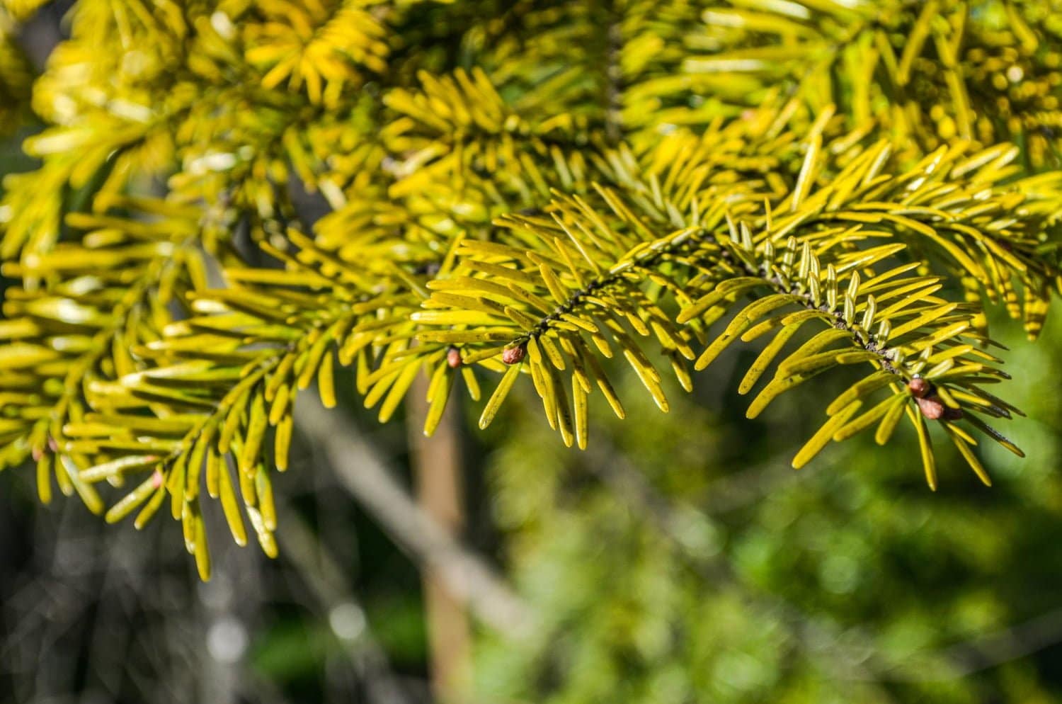 Qu’est-ce que l’huile essentielle de sapin argenté ?