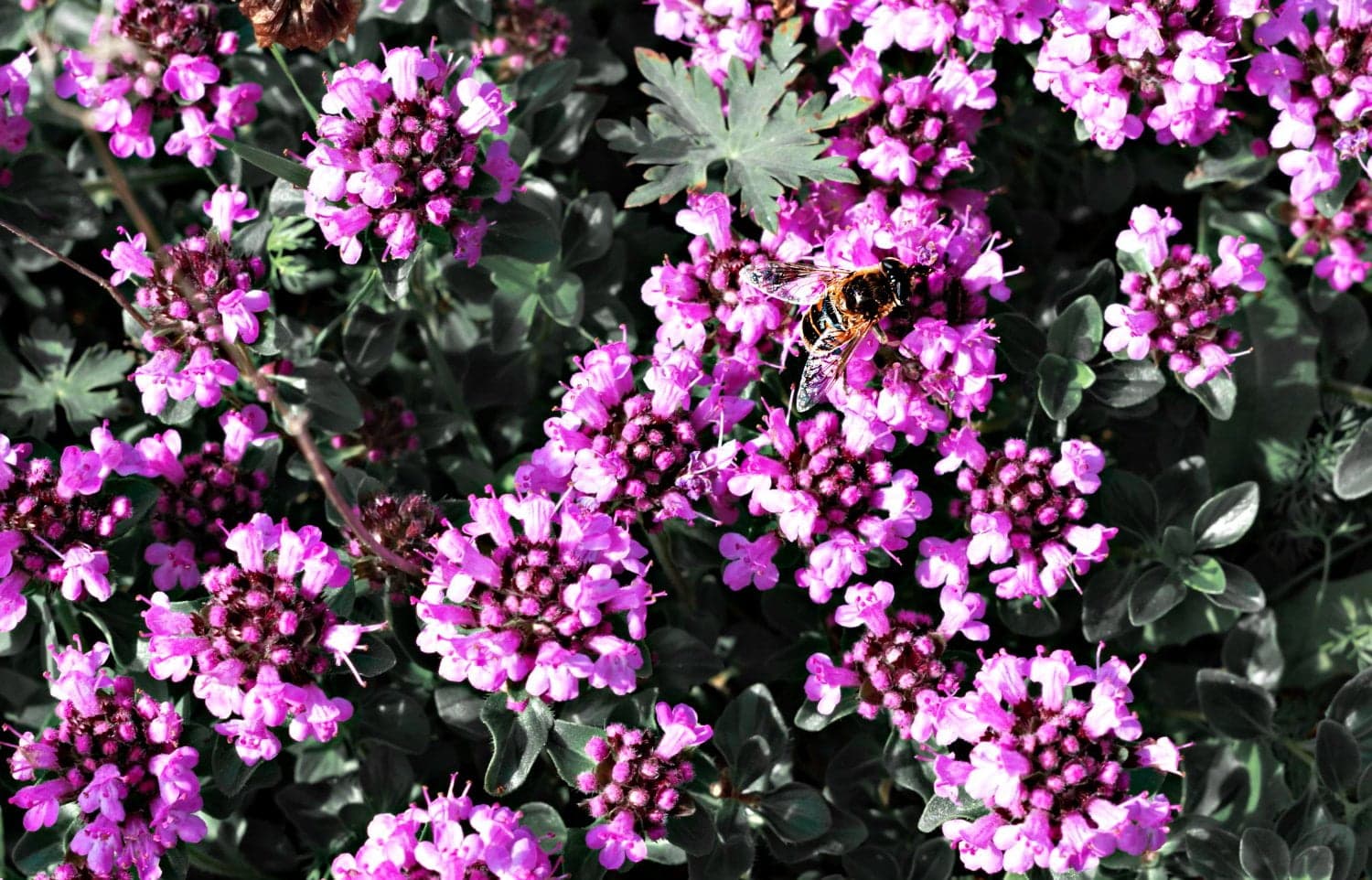 Bienfaits de l’huile essentielle de serpolet