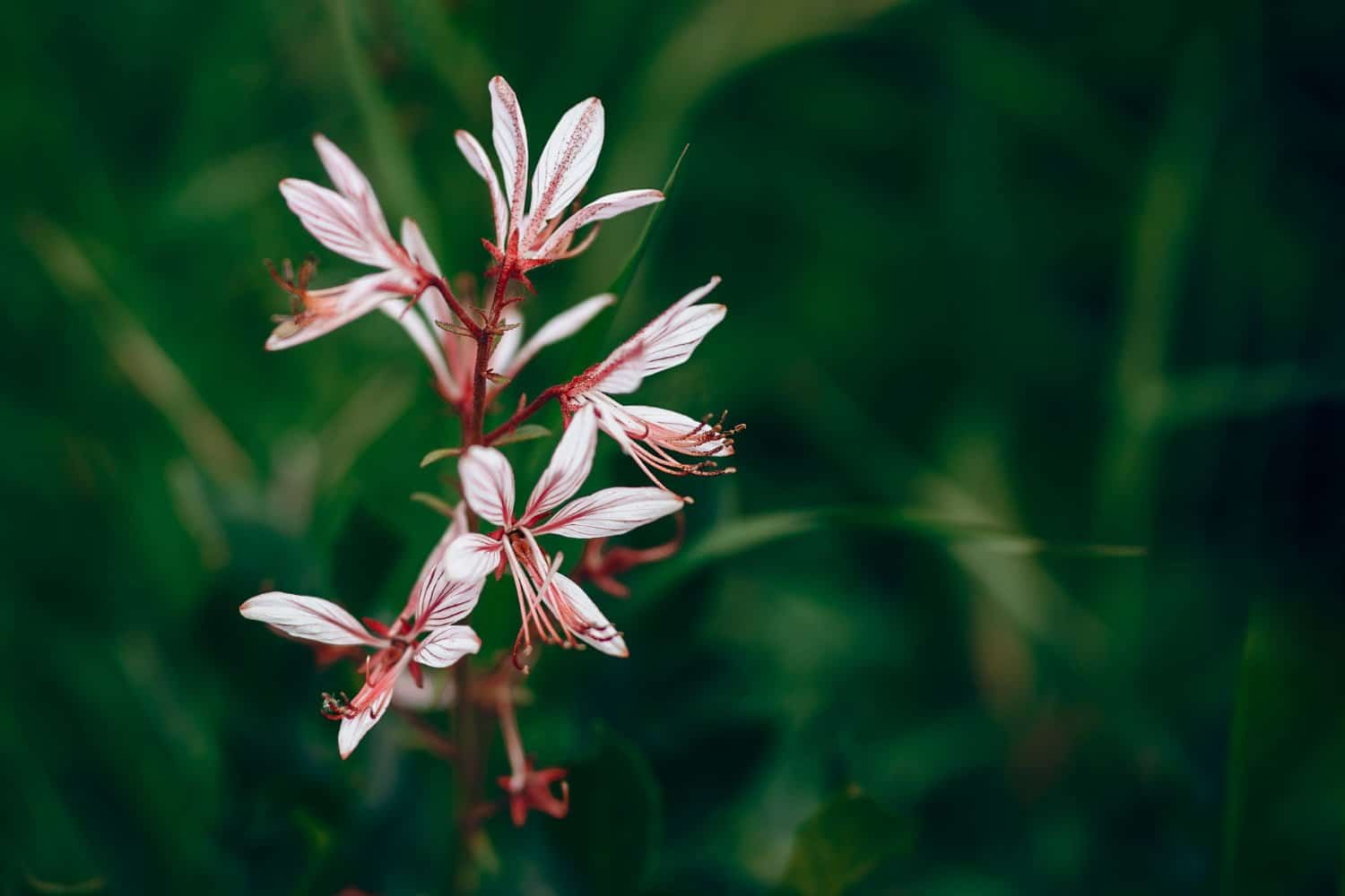Les propriétés thérapeutiques de l’huile essentielle de buchu
