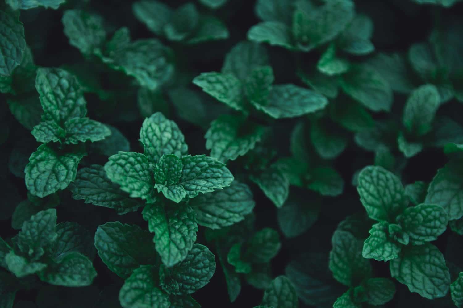 Découvrir les propriétés de l’huile essentielle de menthe pouliot