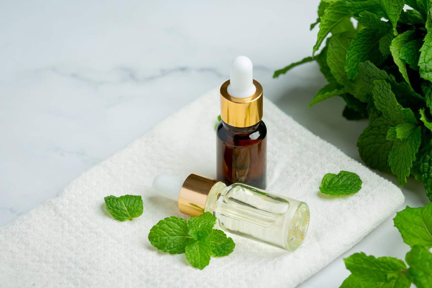 La menthe des champs : propriétés et usages de son huile essentielle