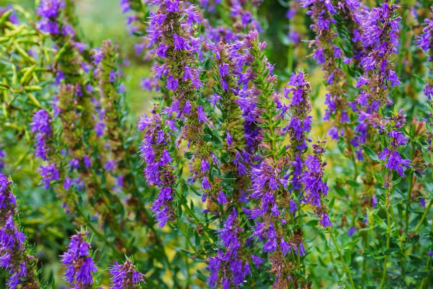 Bon à savoir sur l’huile essentielle d’hysope officinale (var officinalis)