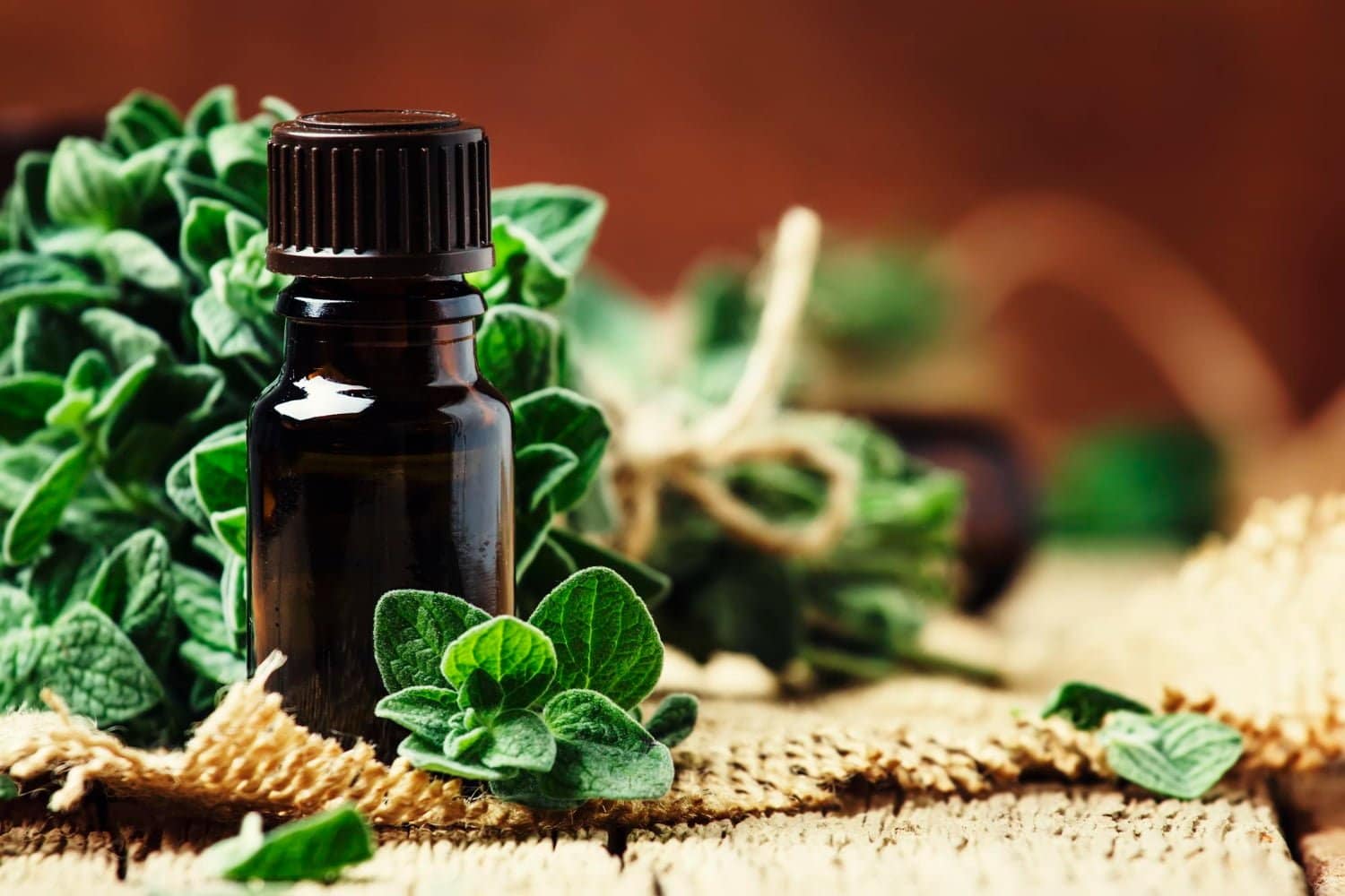 Les propriétés de l’huile essentielle d’origan à inflorescences compactes