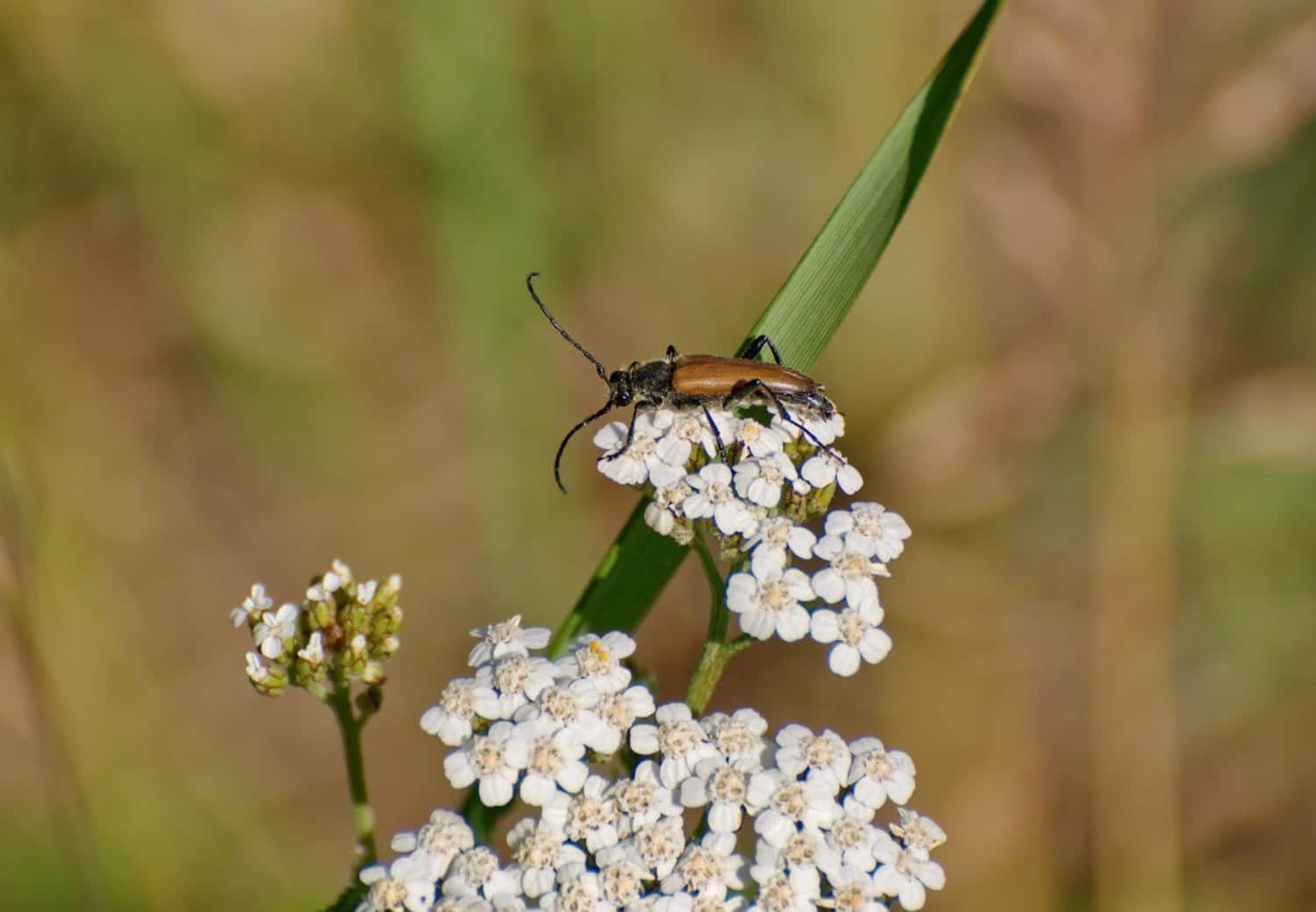 Cantharis : un remède aux pathologies douloureuses et enflammées