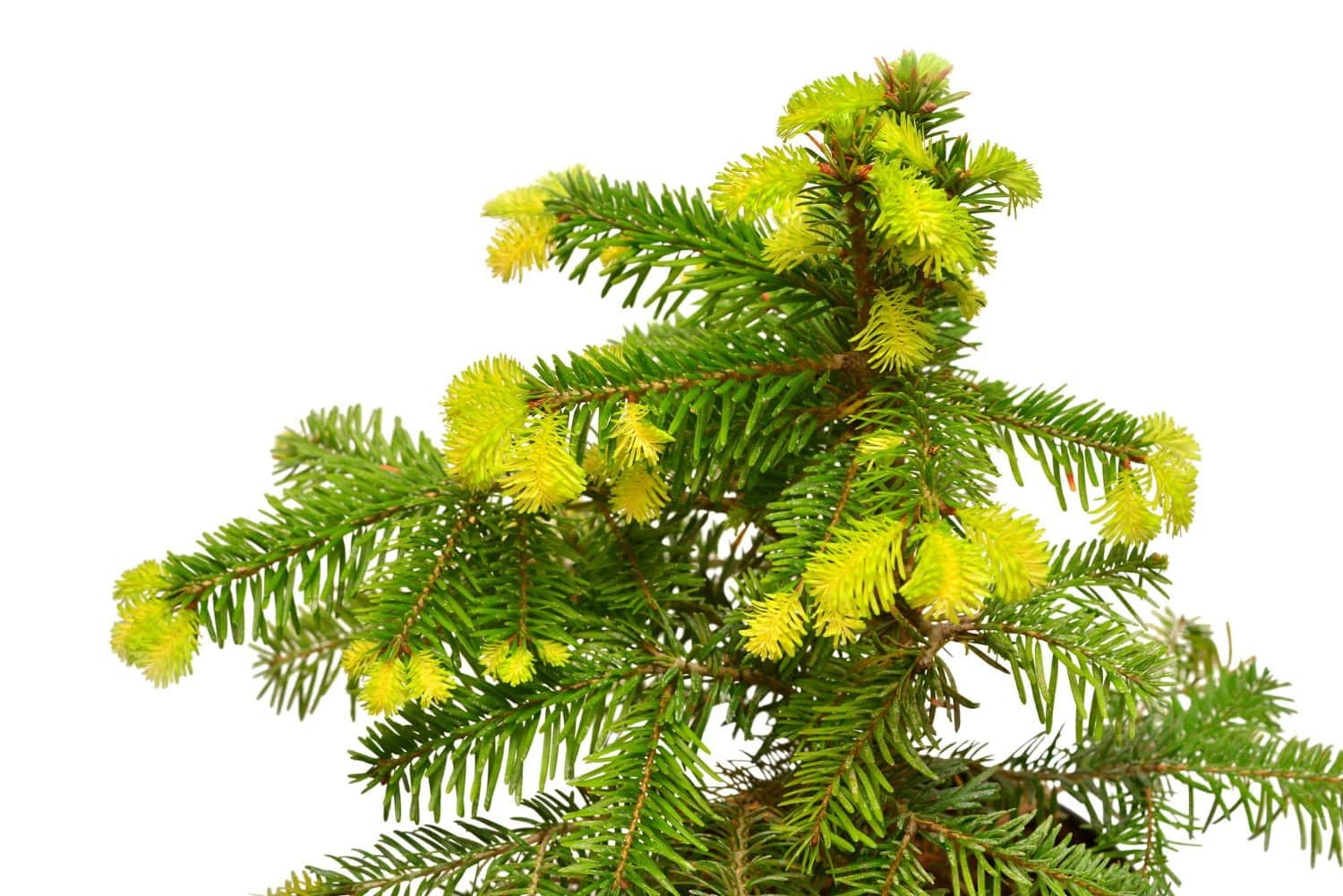 Quels sont les usages de l’huile essentielle du sapin de Sibérie ?