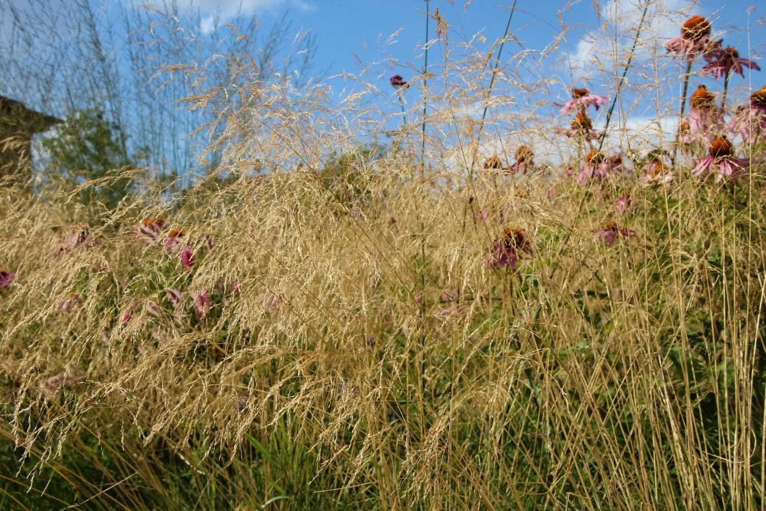 Tout ce qu’il faut savoir sur l’huile essentielle de nard de l’Himalaya