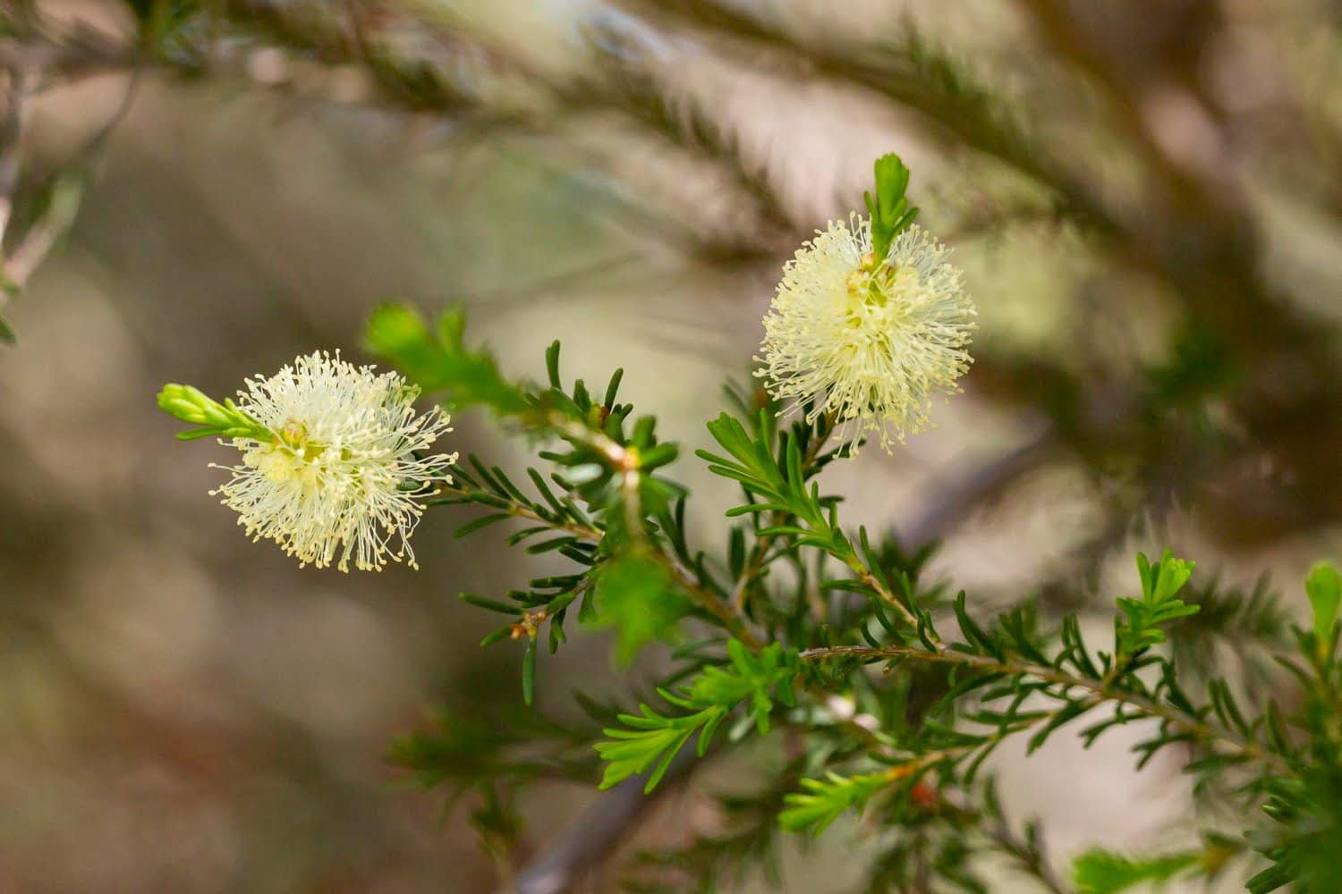 Huile essentielle de tea-tree