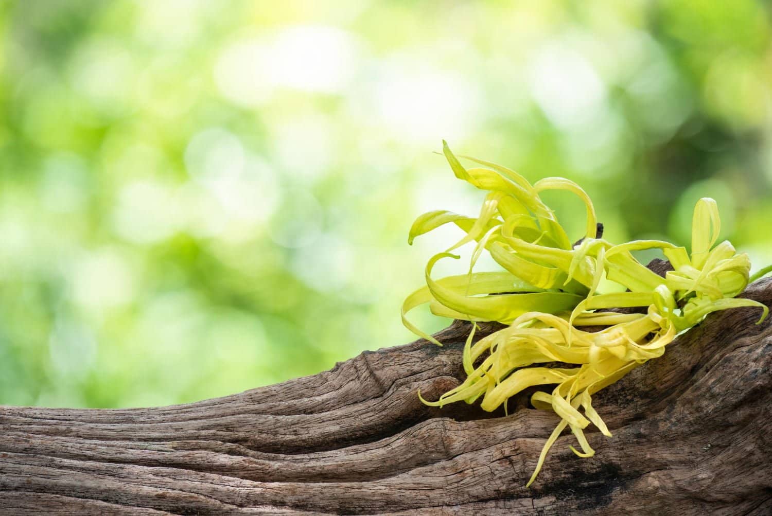 Utiliser l’huile essentielle d’ylang-ylang totum