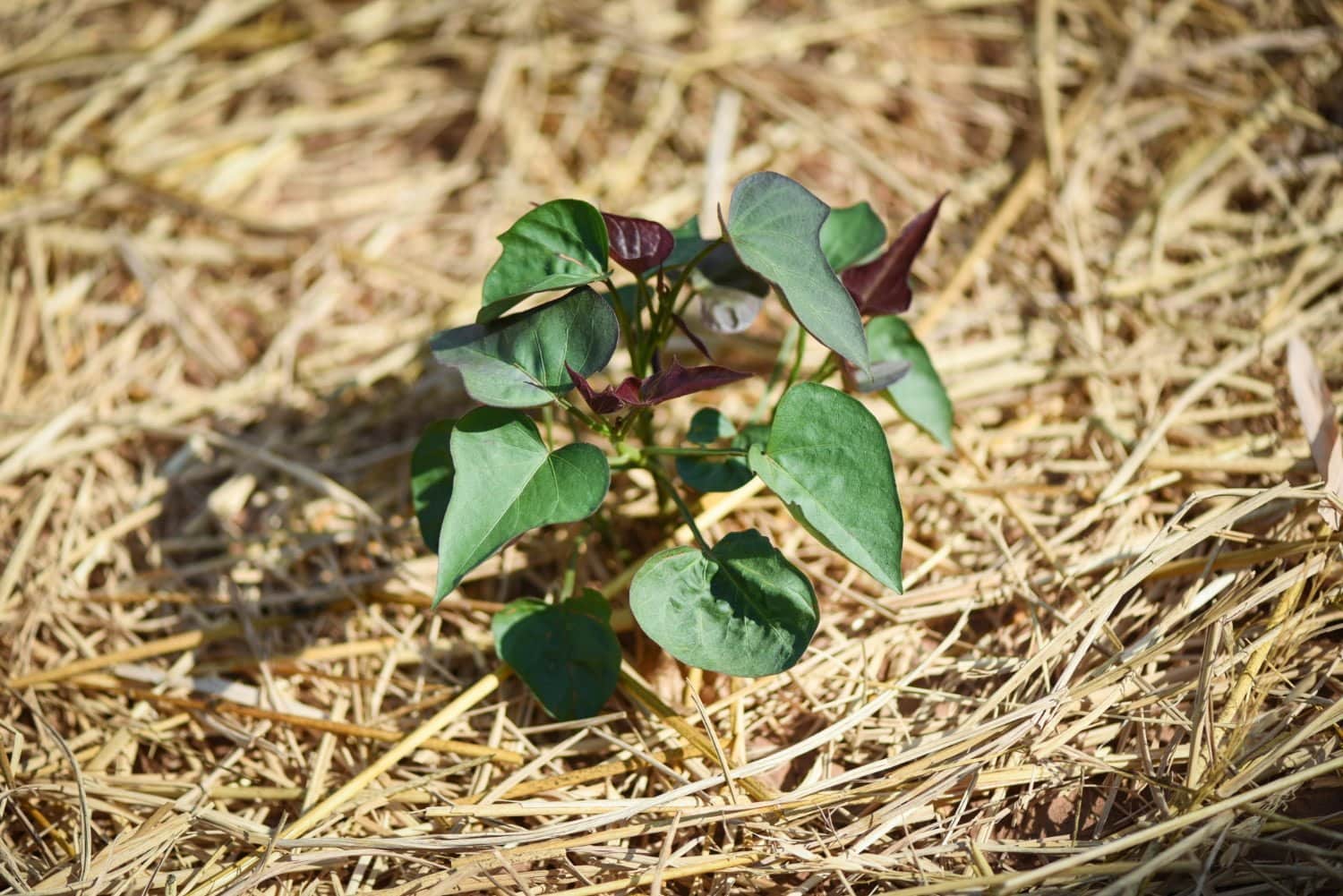 Dioscorea villosa : contre les douleurs aiguës