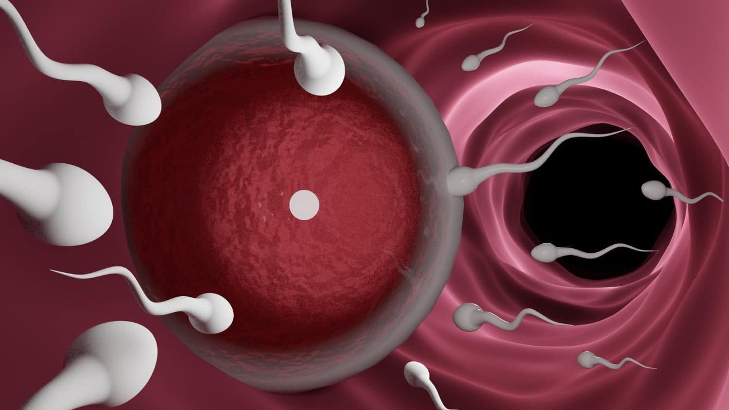 Infertilité: les 12 meilleurs moyens d’augmenter le nombre de spermatozoïdes