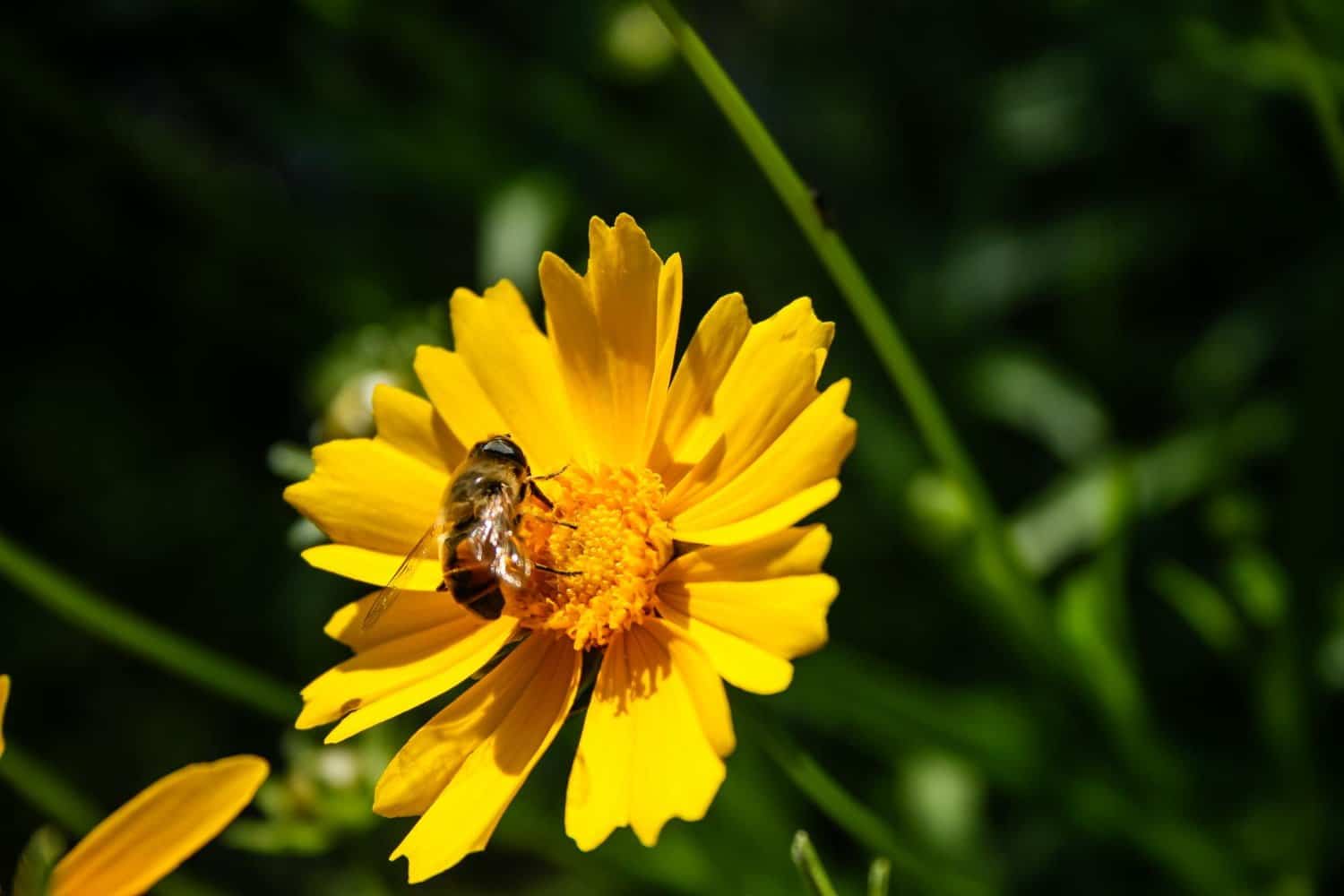 Docteur Albert Becker : le pollen sec contre les troubles digestifs