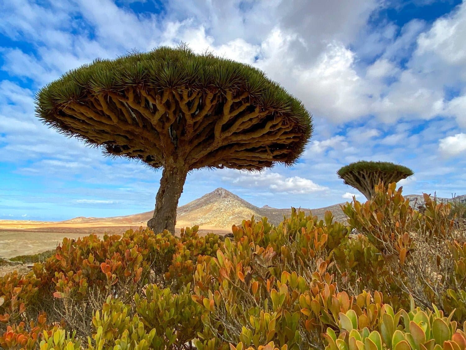 Sang du Dragon : se débarrasser naturellement des hémorroïdes