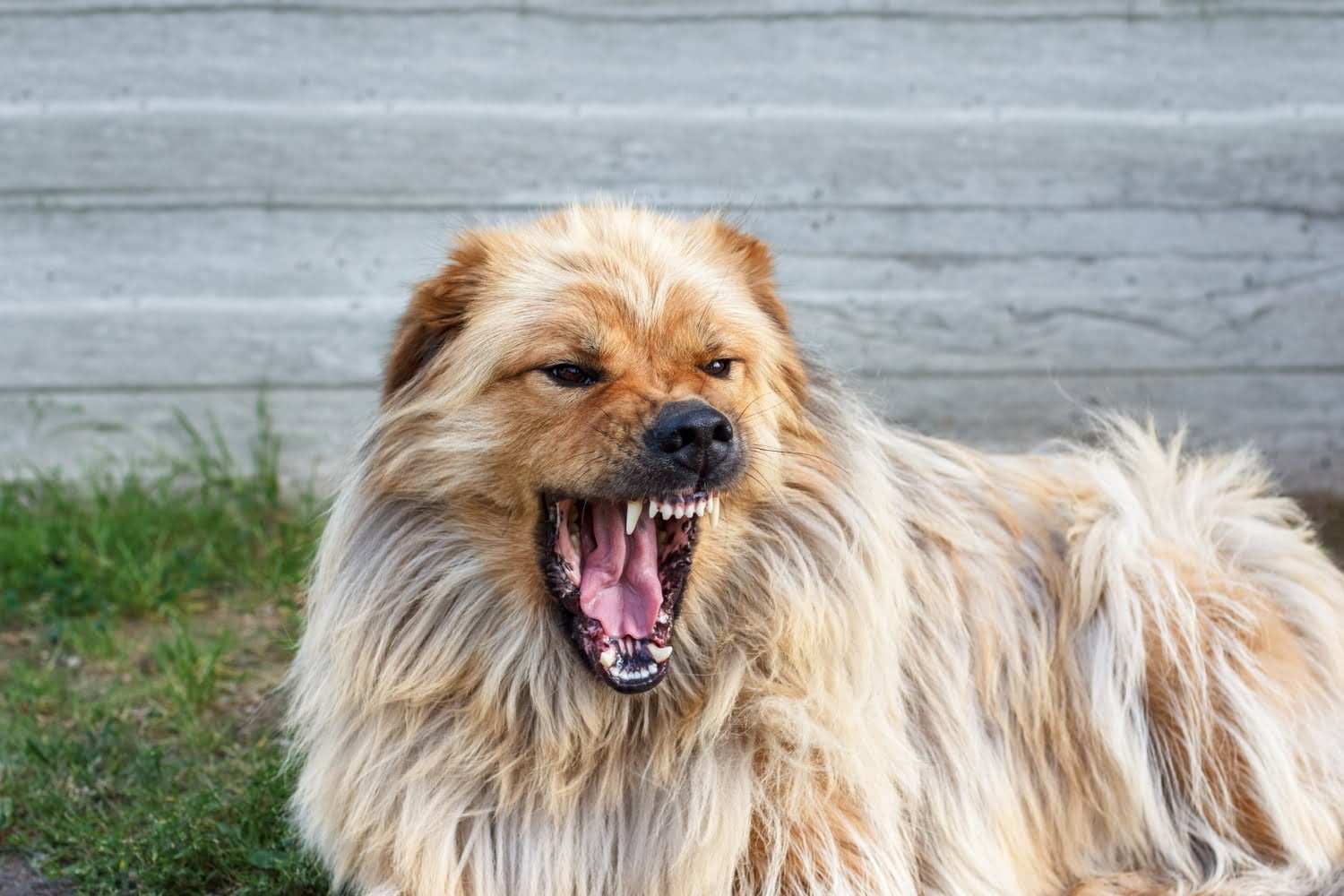 5 signes d’avertissement d’un chien prêt à mordre