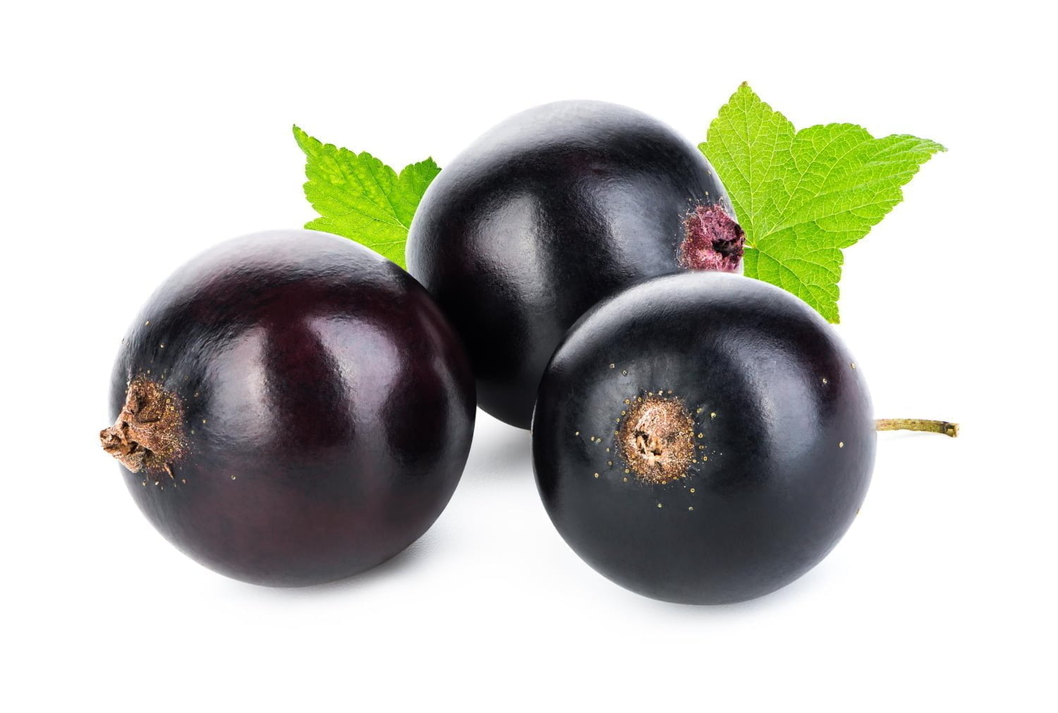 Quels sont les bienfaits du cassis ?