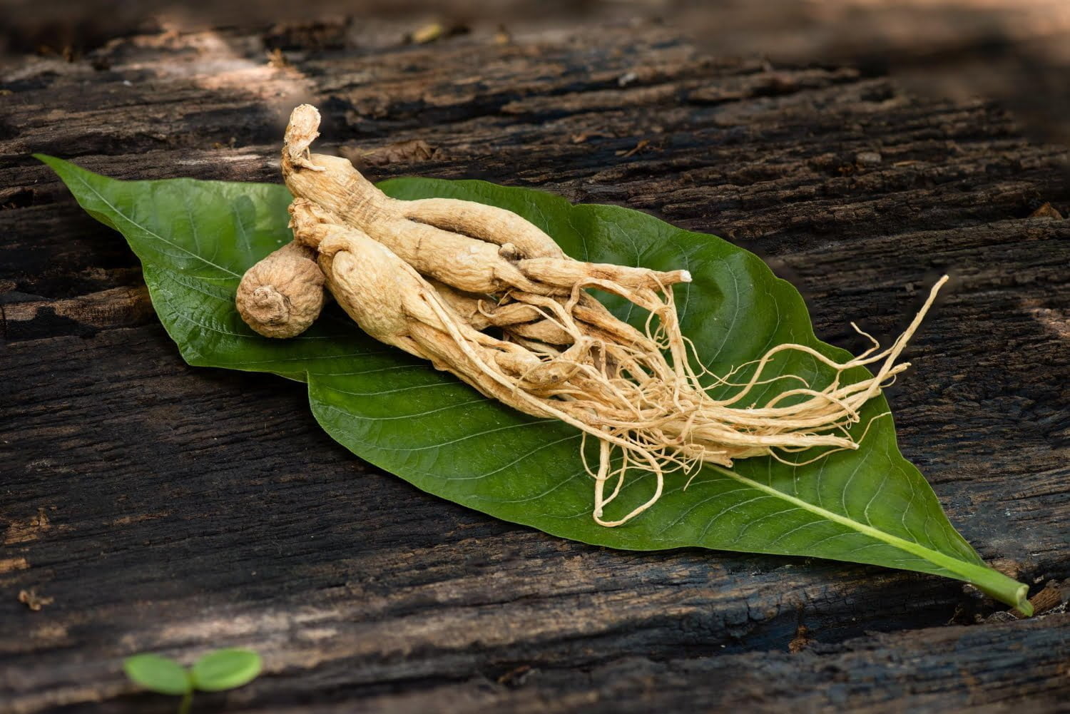 Le ginseng, plante qui lutte contre la fatigue