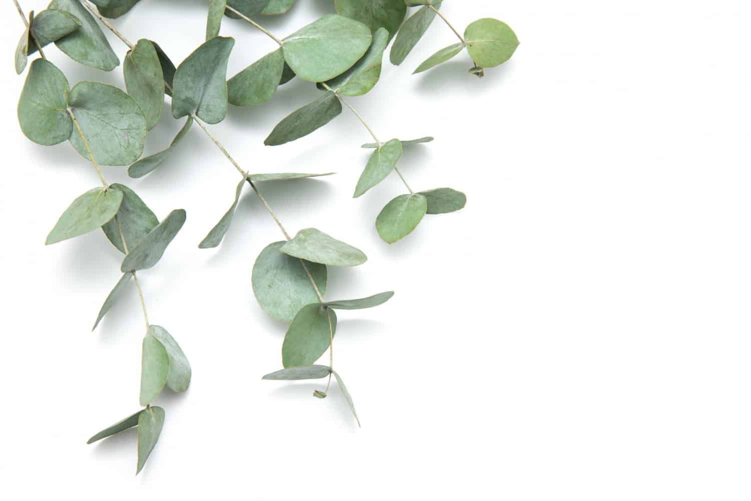 10 plantes pour vaincre la grippe