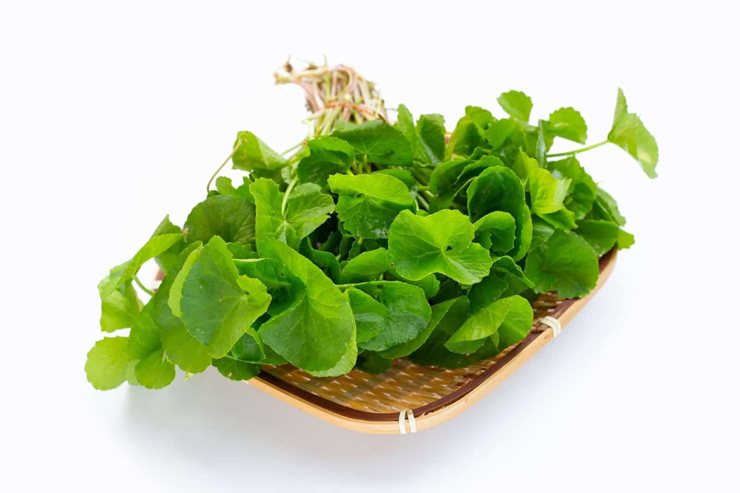 Les vertus de certaines plantes pour lutter contre les cancers