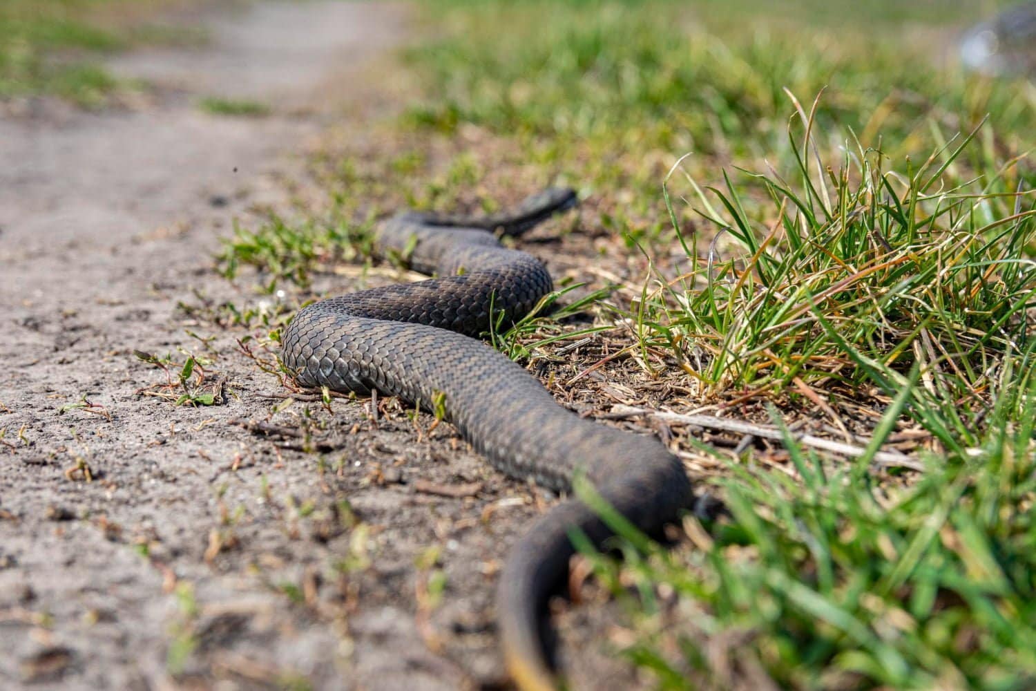 Vipera redi : remède homéopathique pour les troubles circulatoires