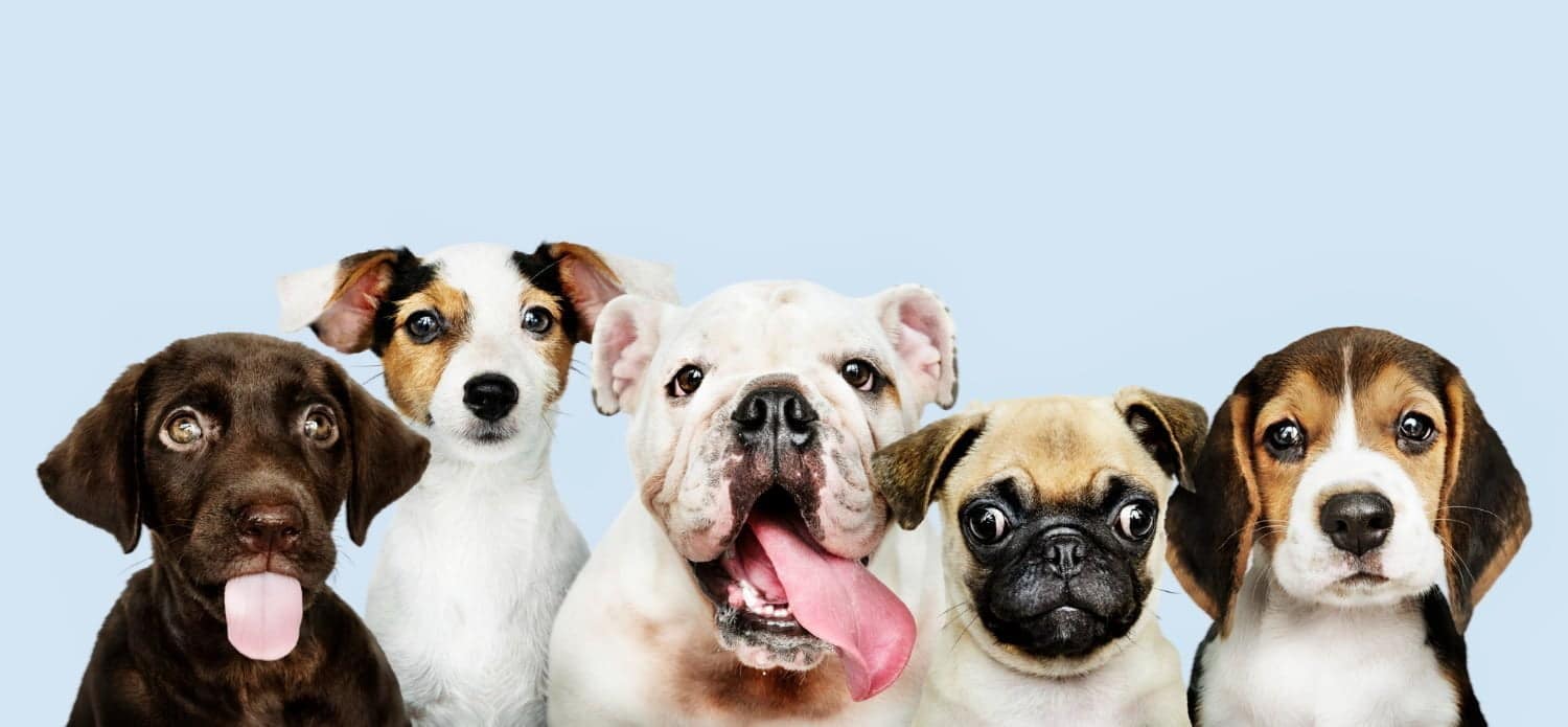 Découvrez ces 5 races des chiens hypoallergéniques