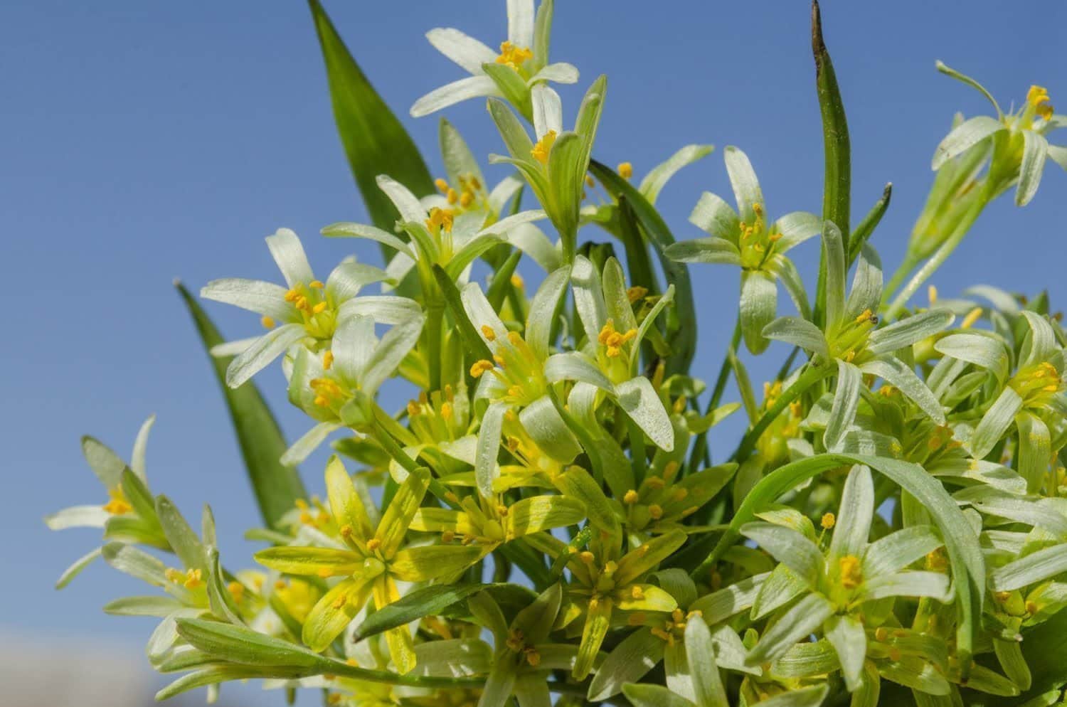 Comprendre les rôles majeurs des fleurs de Bach sur l’être humain