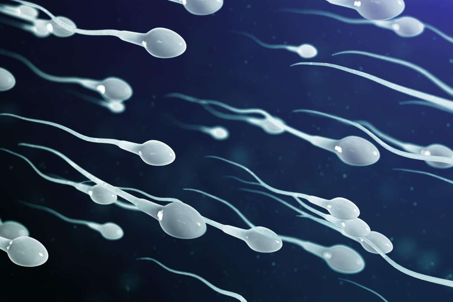 Fertilité: améliorer la quantité et la qualité du sperme