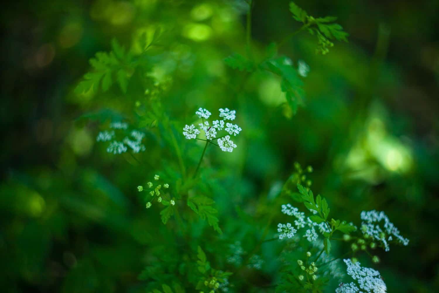 Les vertus thérapeutiques de l’anis vert