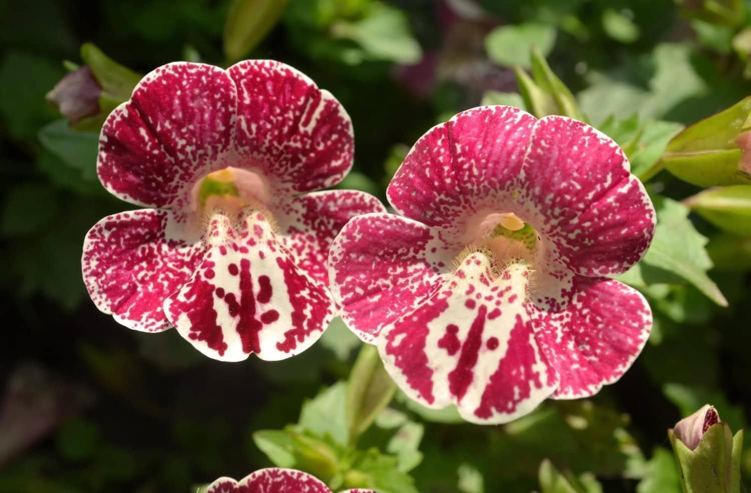 Découvrez les pouvoirs de guérison de la fleur de Bach n°20 : la mimule