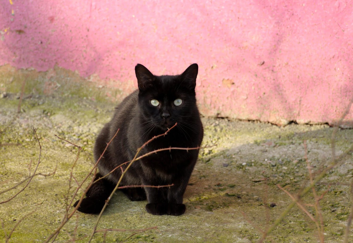 Vendredi 13, chat noir, miroir brisé : 10 superstitions communes expliquées