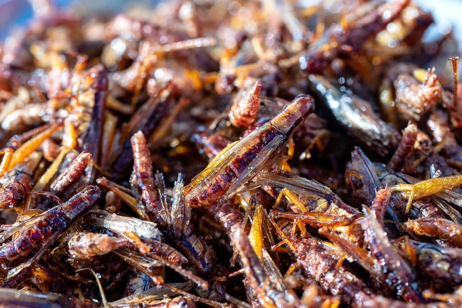 Alimentation de demain: Etes-vous prêts à manger des insectes à la place de la viande?