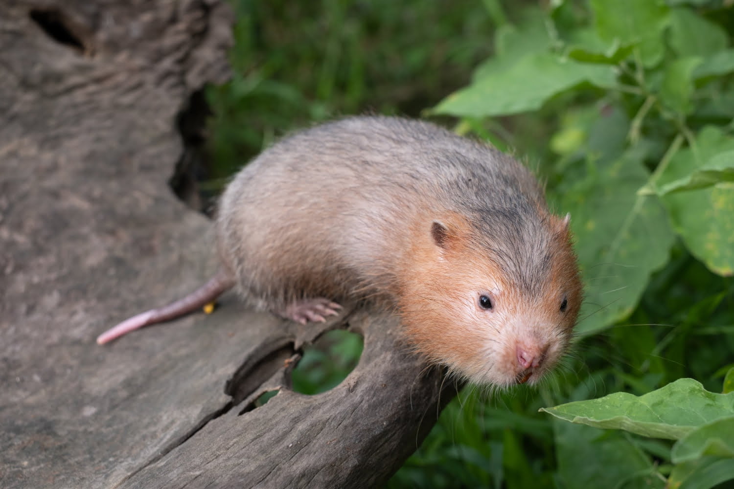 Le rat-taupe: l’avenir de l’homme