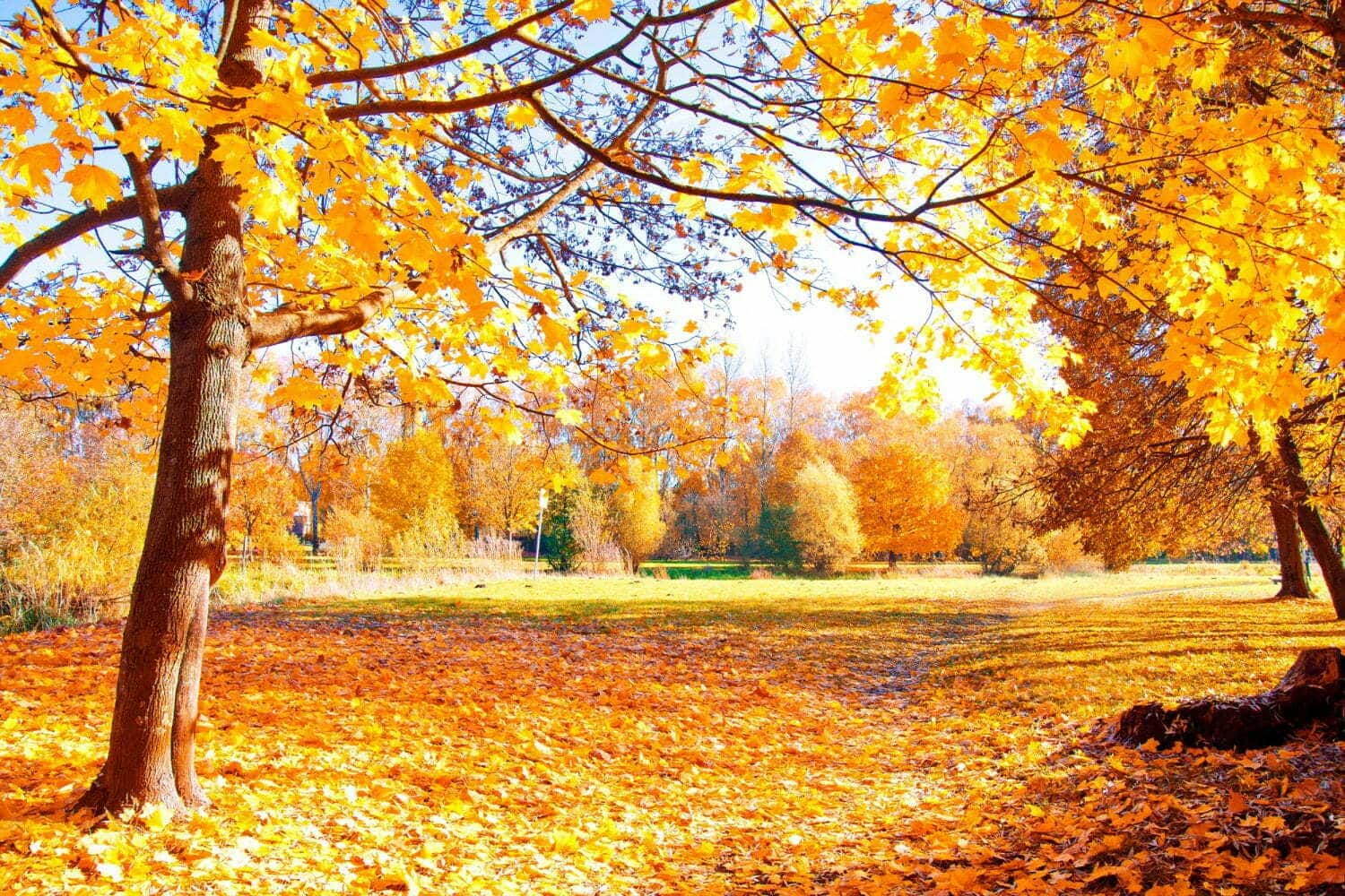 Vous êtes prêt à accueillir l’automne ? Voici 5 conseils pour mieux se préparer.