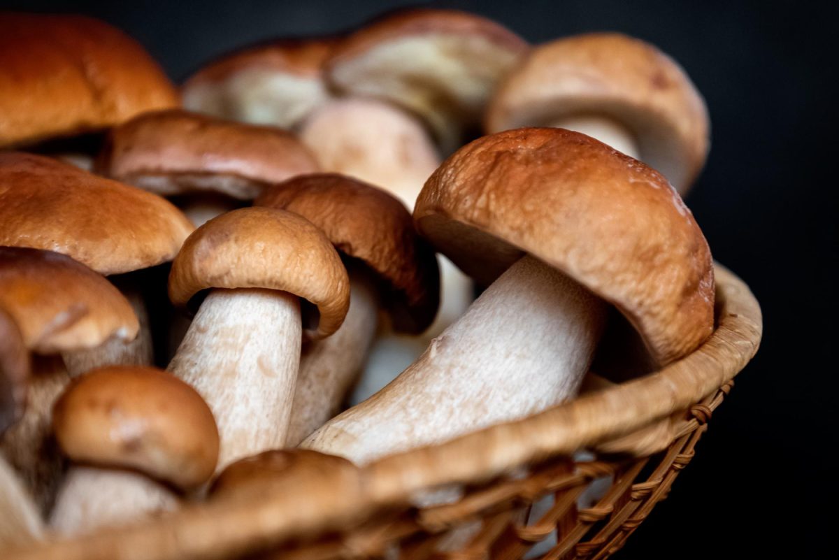 Panier de champignons