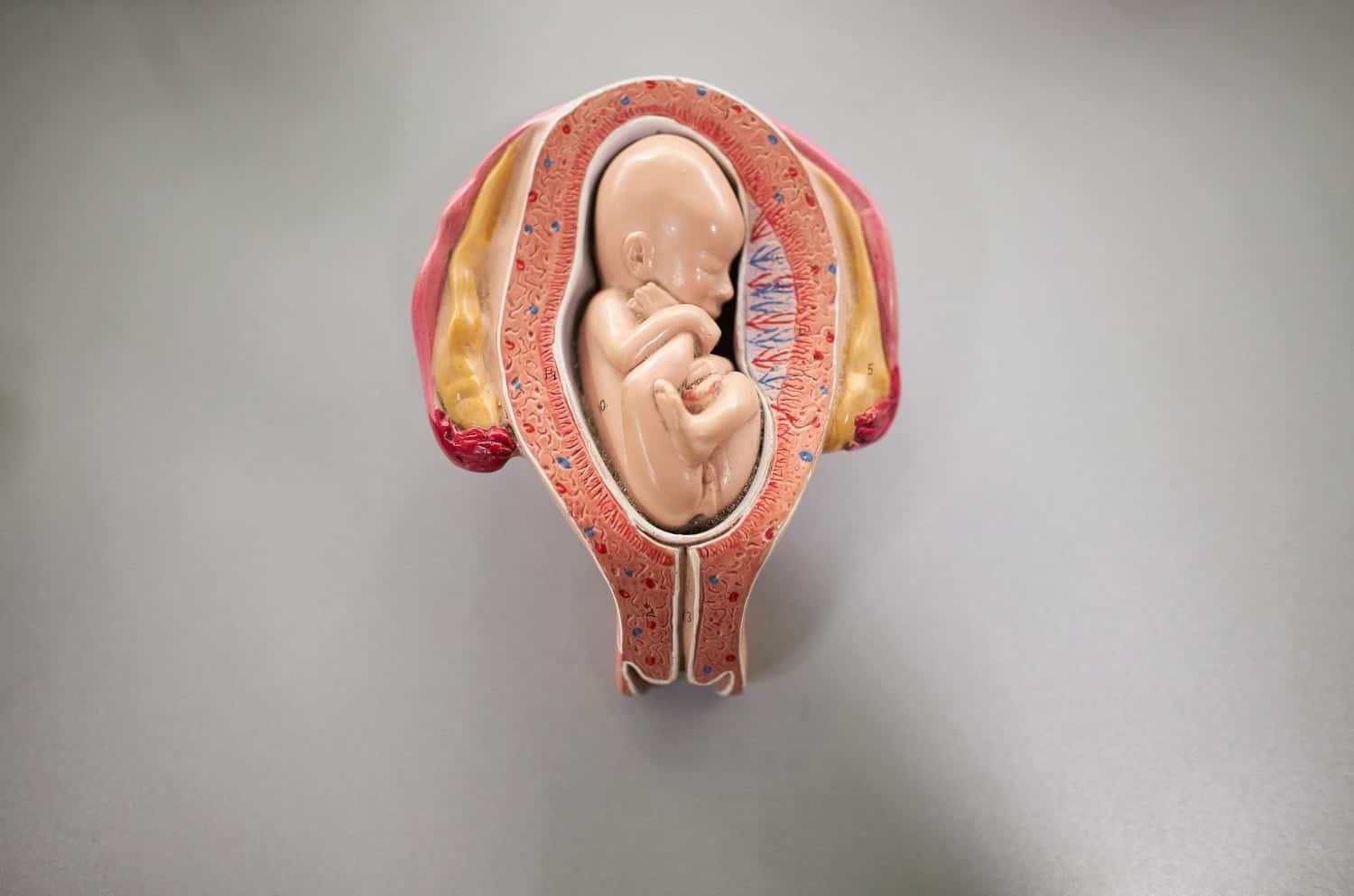 Le développement du fœtus : les 12 premières semaines qui transforment des cellules en foetus