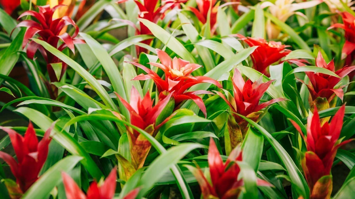 Les 4 meilleures plantes d’intérieur qui éliminent la pollution