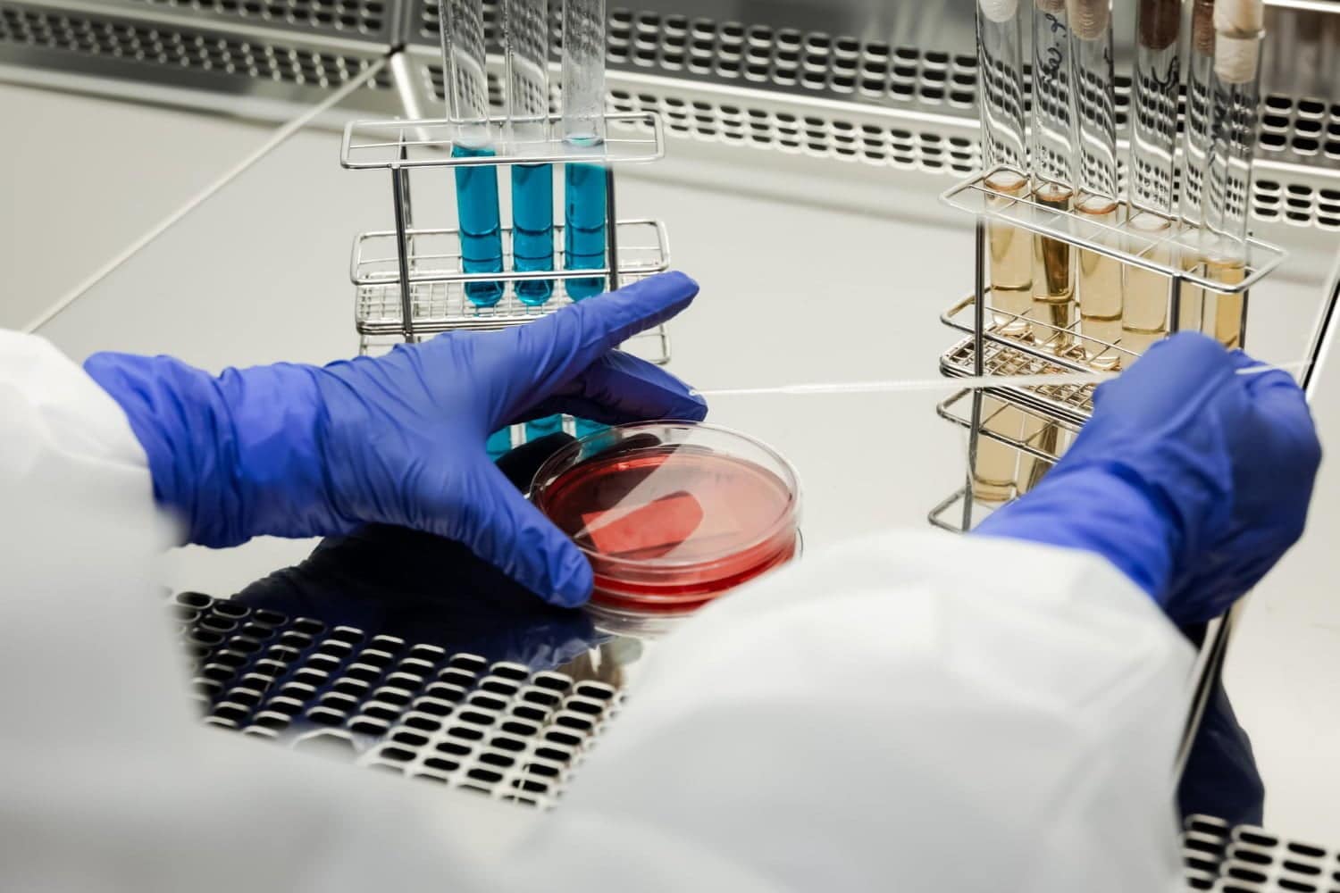 Virus, bactéries, levures: en bonne santé grâce aux microbes
