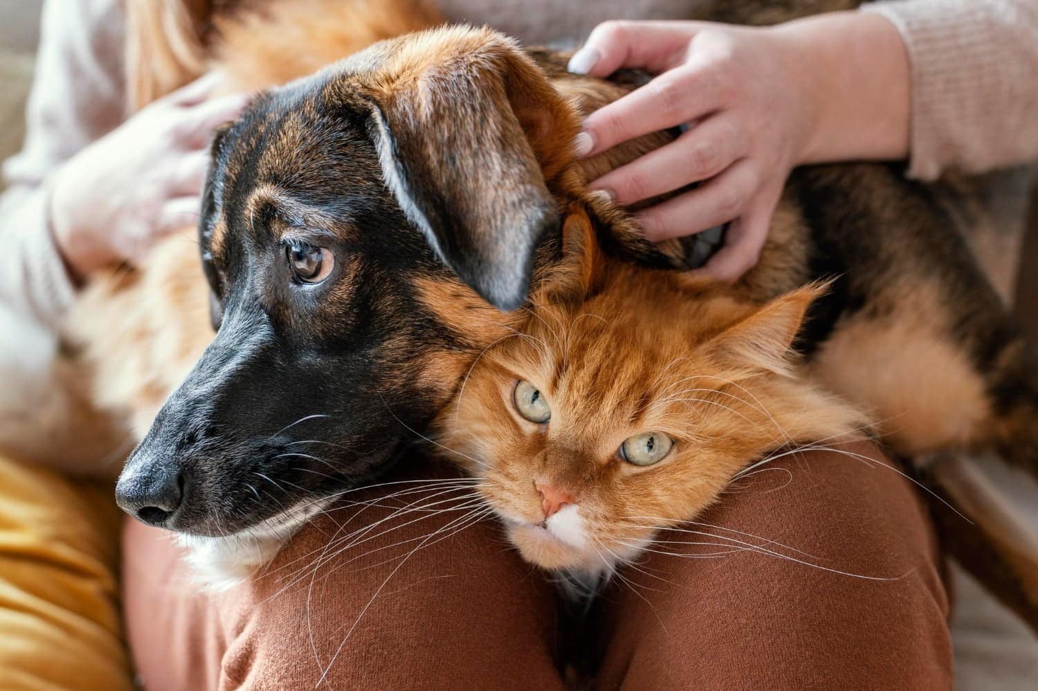 Votre animal de compagnie peut-il éloigner les mauvais esprits ?