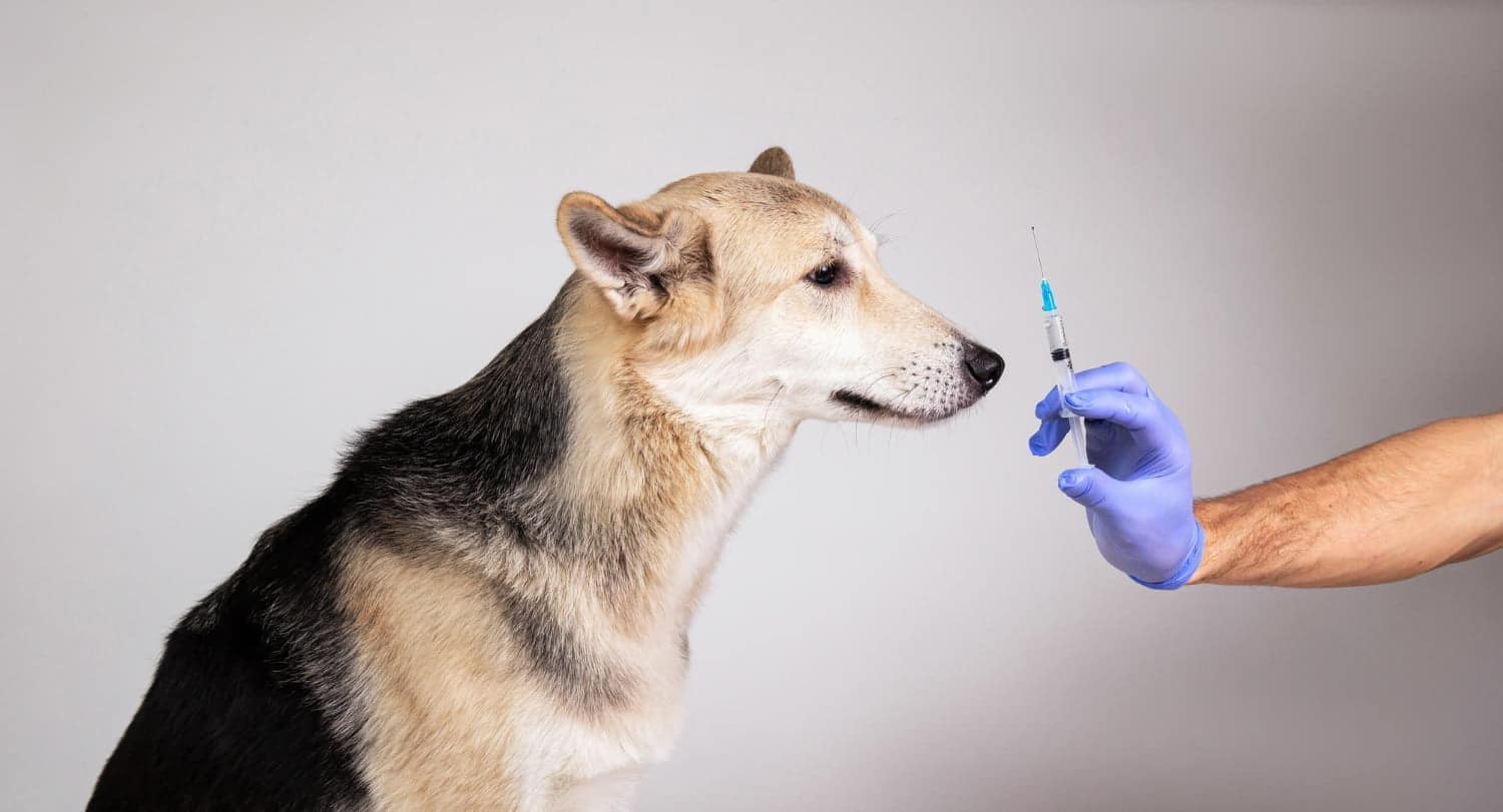 Votre chien est diabétique? Vous avez plus de risque de l’être aussi
