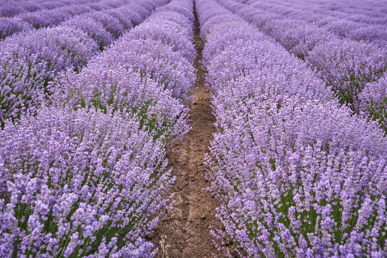 Comment faire du thé à la lavande