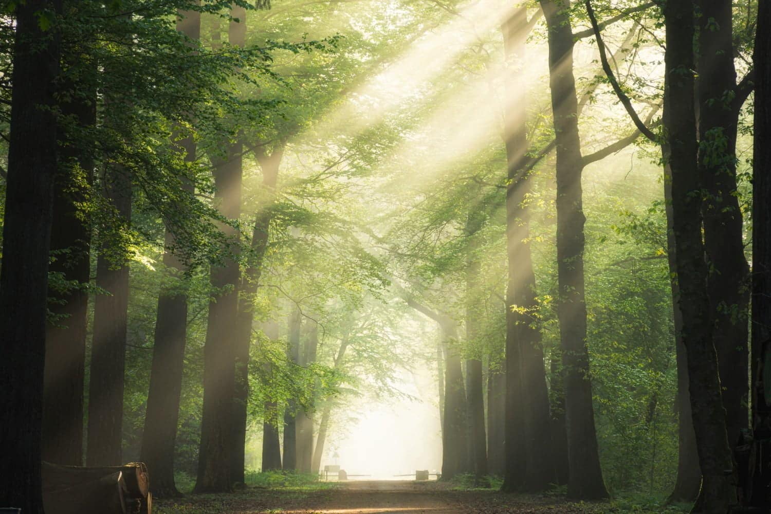 Quels sont les bienfaits de la lumière du soleil ?