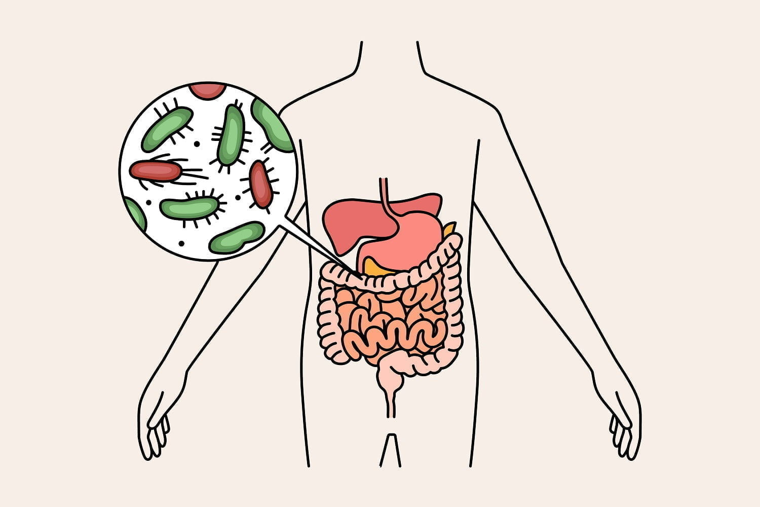 Le microbiote intestinal : le secret de la santé du coeur