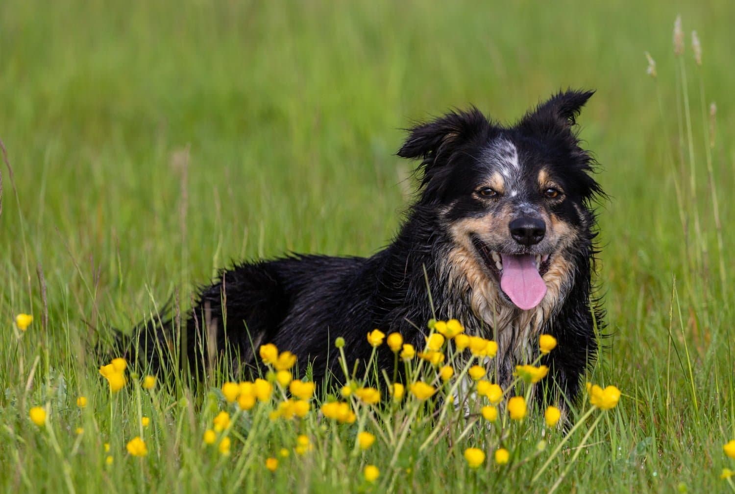 Les chiens : meilleurs amis des hommes et de leur santé